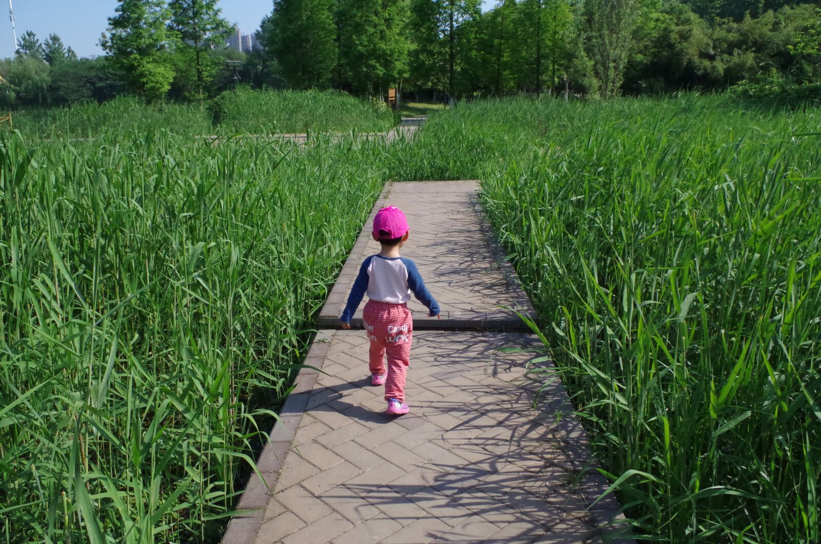 Pentax K-50 sample photo. Run, sunshine, kids back photography