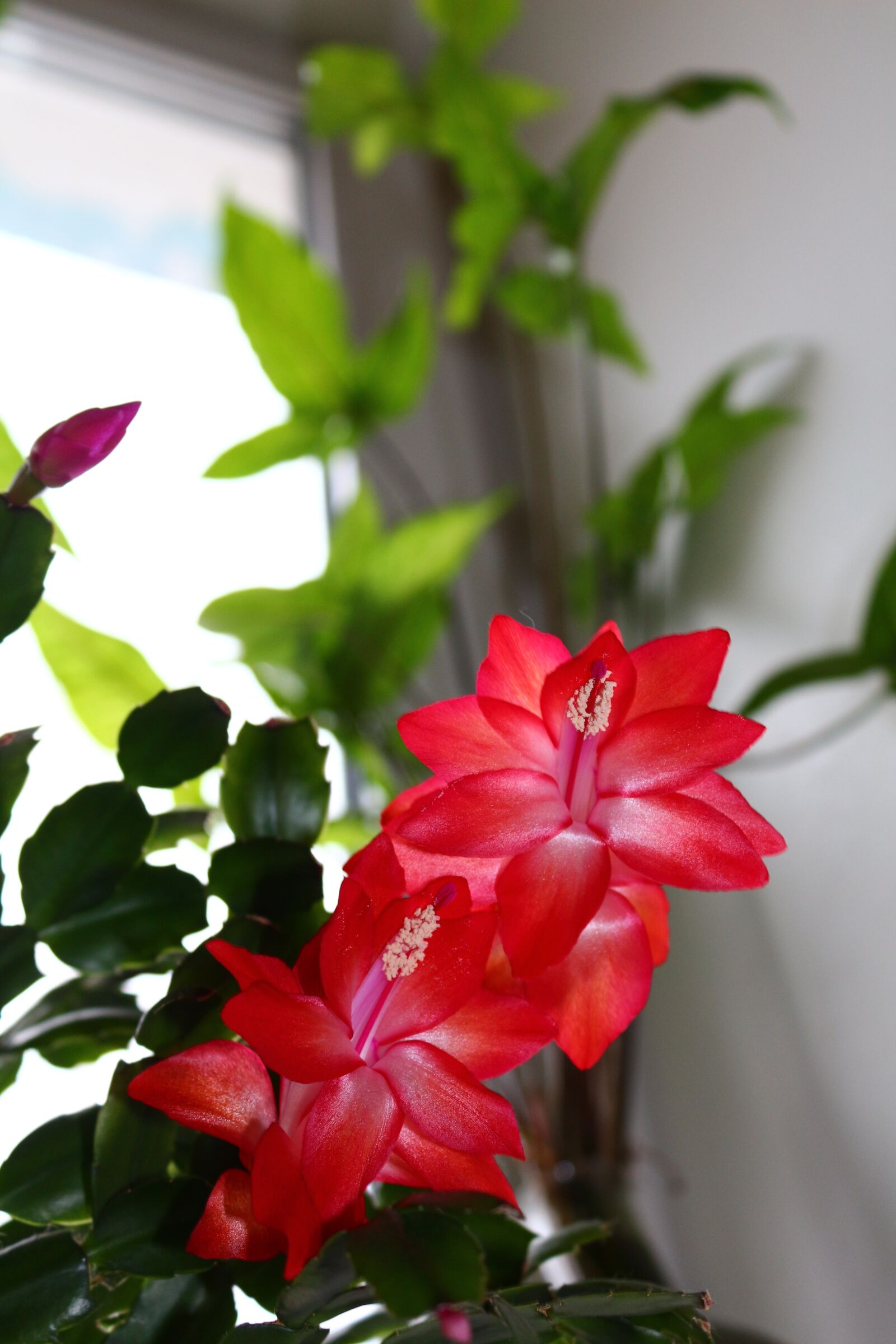 Canon EOS 650D (EOS Rebel T4i / EOS Kiss X6i) sample photo. Decembrist, flower, pink photography