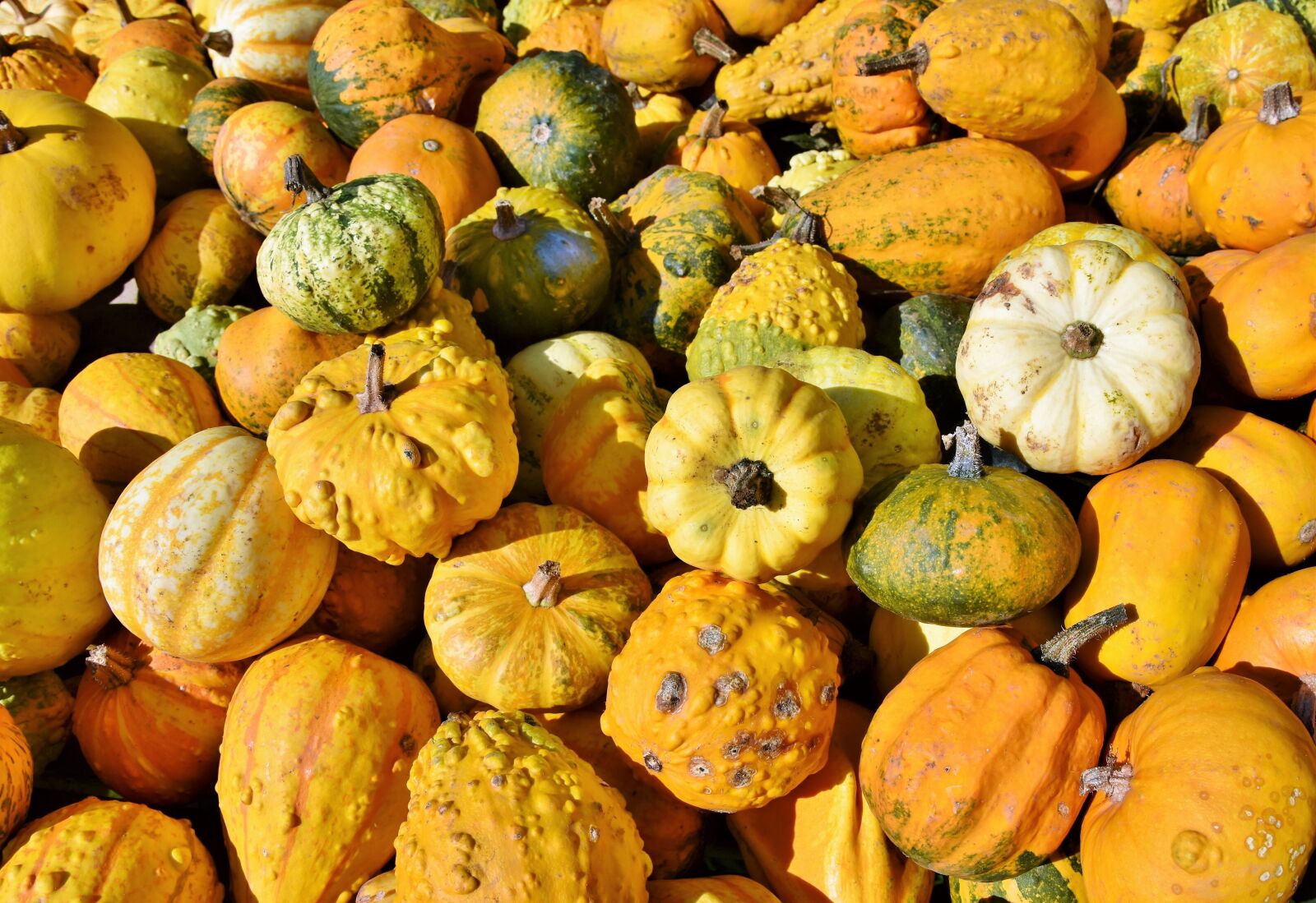 Nikon D7200 sample photo. Pumpkin, fruit, autumn photography