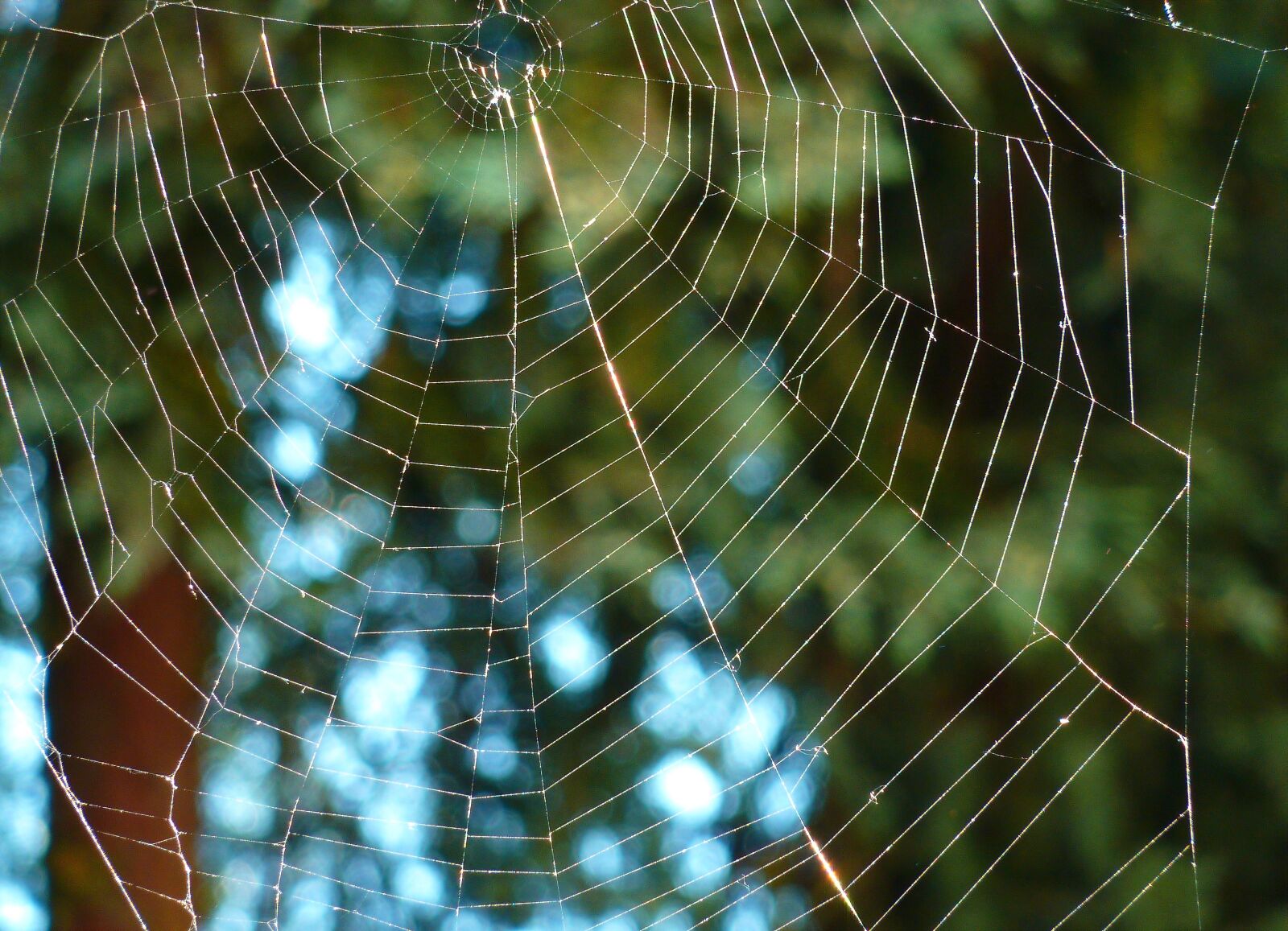 Panasonic DMC-TZ7 sample photo. Nature, web, spider photography