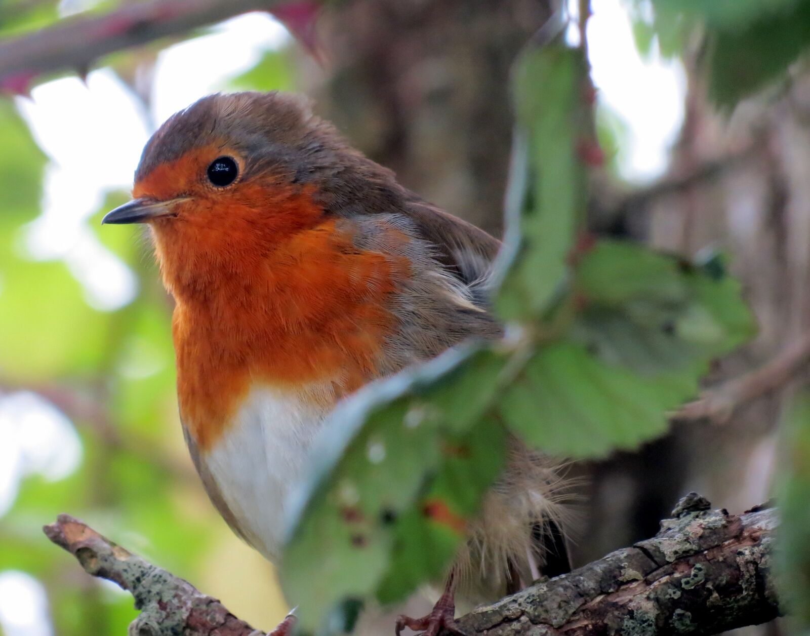 Canon PowerShot SX40 HS sample photo. Robin, european, bird photography
