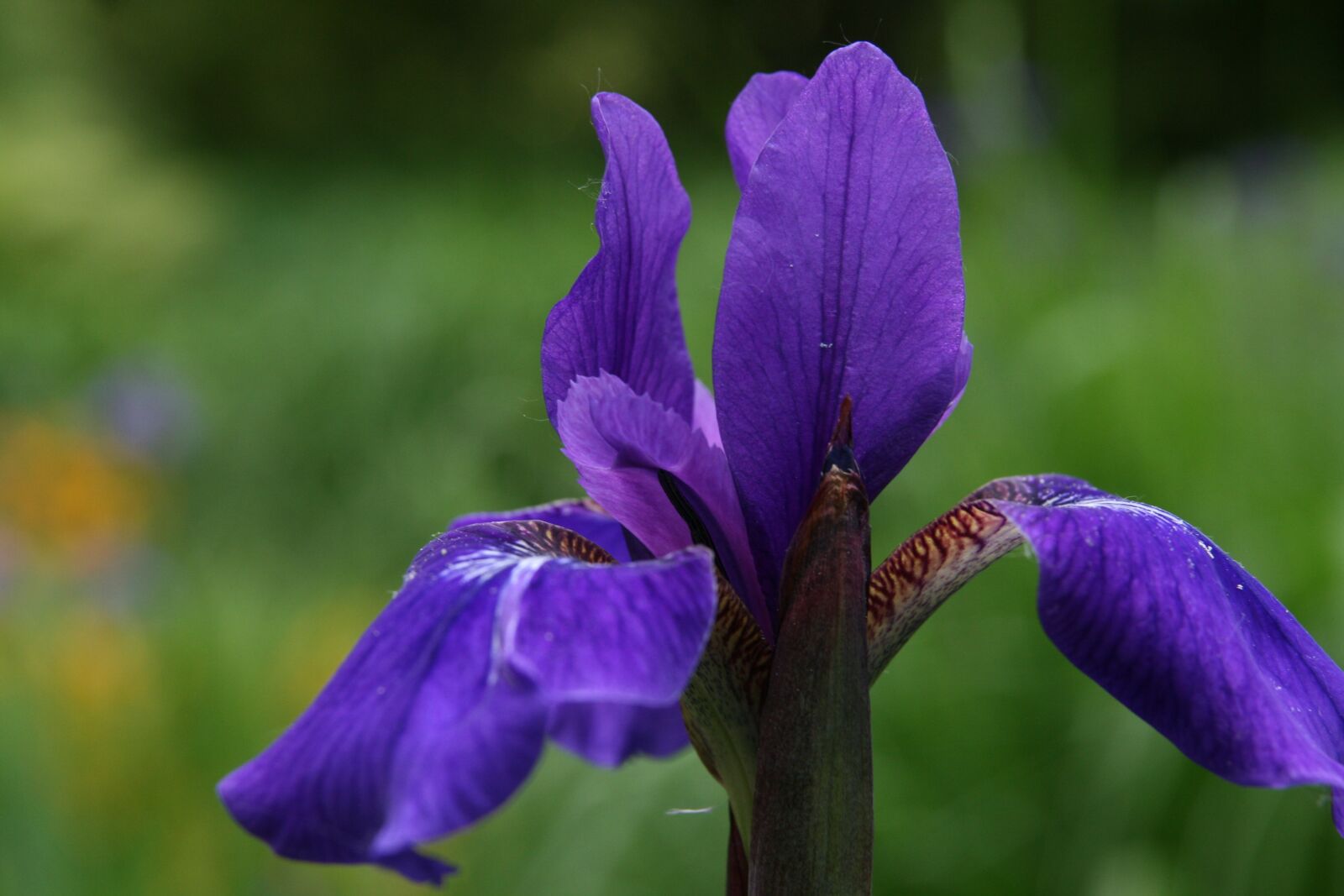 Canon EOS 400D (EOS Digital Rebel XTi / EOS Kiss Digital X) sample photo. Iris, iris sibirica, siberian photography