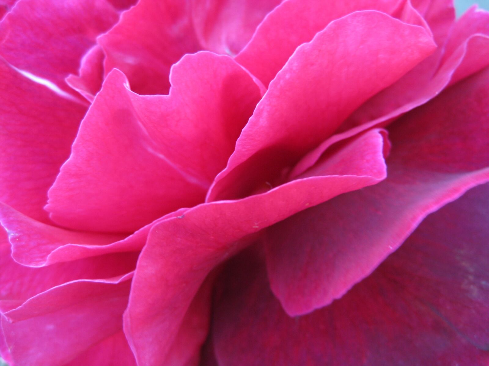Canon DIGITAL IXUS 82 IS sample photo. Flower, nature, rose photography