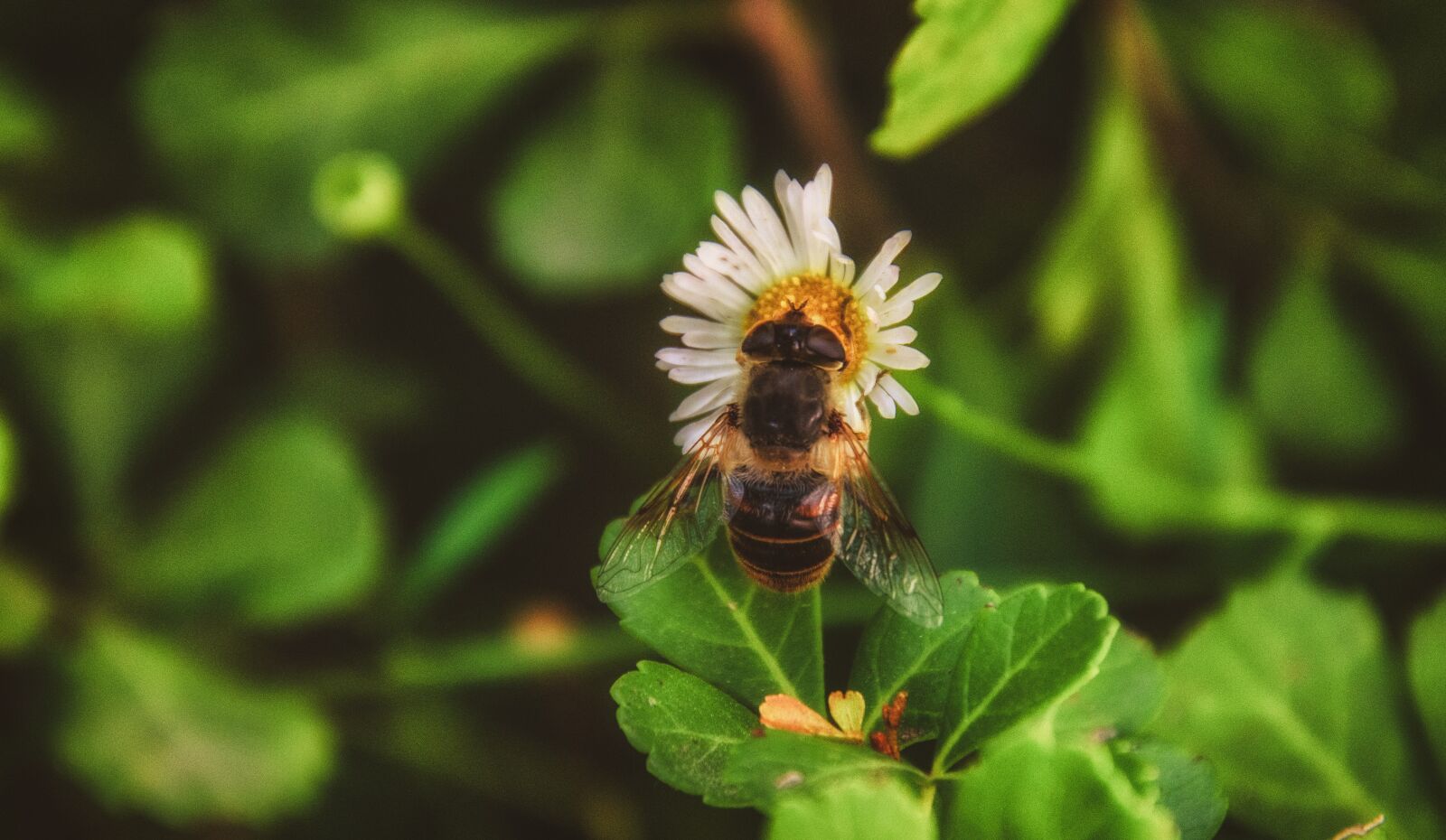 Nikon D7000 sample photo. Flower, daisy, bee photography