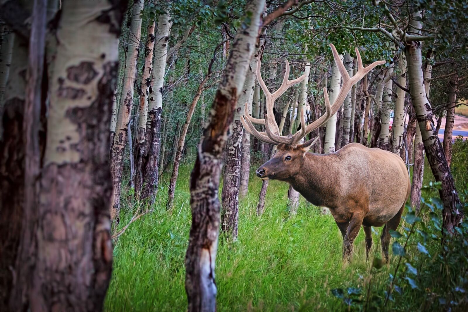 Canon EF 70-300mm F4-5.6 IS USM sample photo. Elk, forest, nature photography