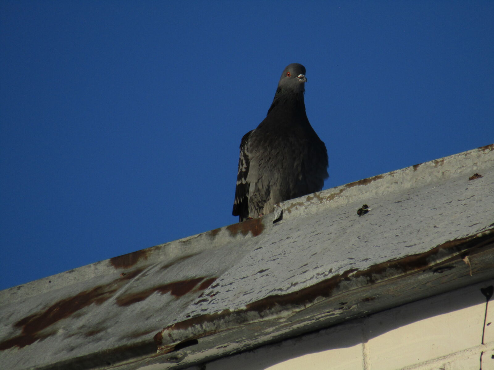 Canon PowerShot SX420 IS sample photo