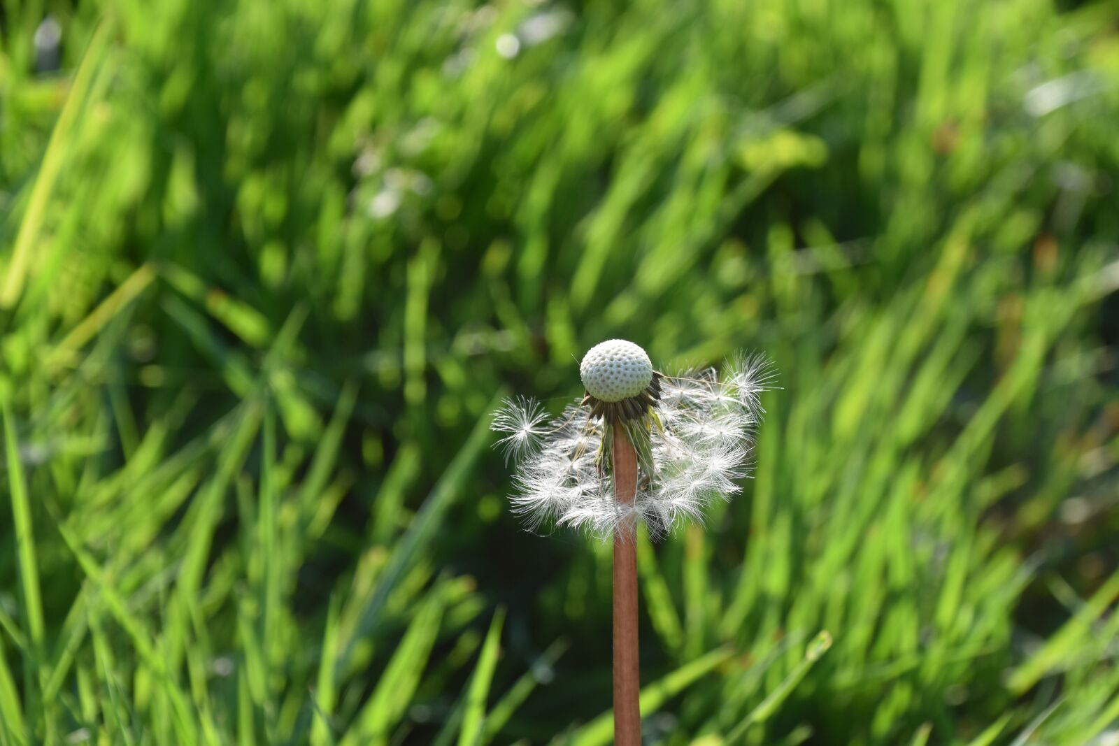 Nikon D5600 sample photo. Egret of pisenlit, seeds photography