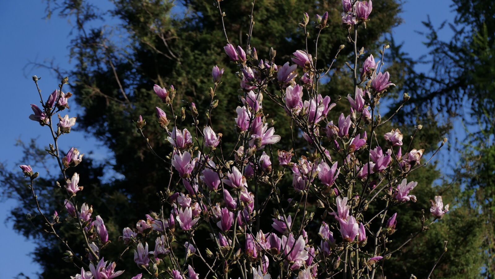 Panasonic Lumix DMC-FZ1000 sample photo. Magnolia, spring, flowering photography