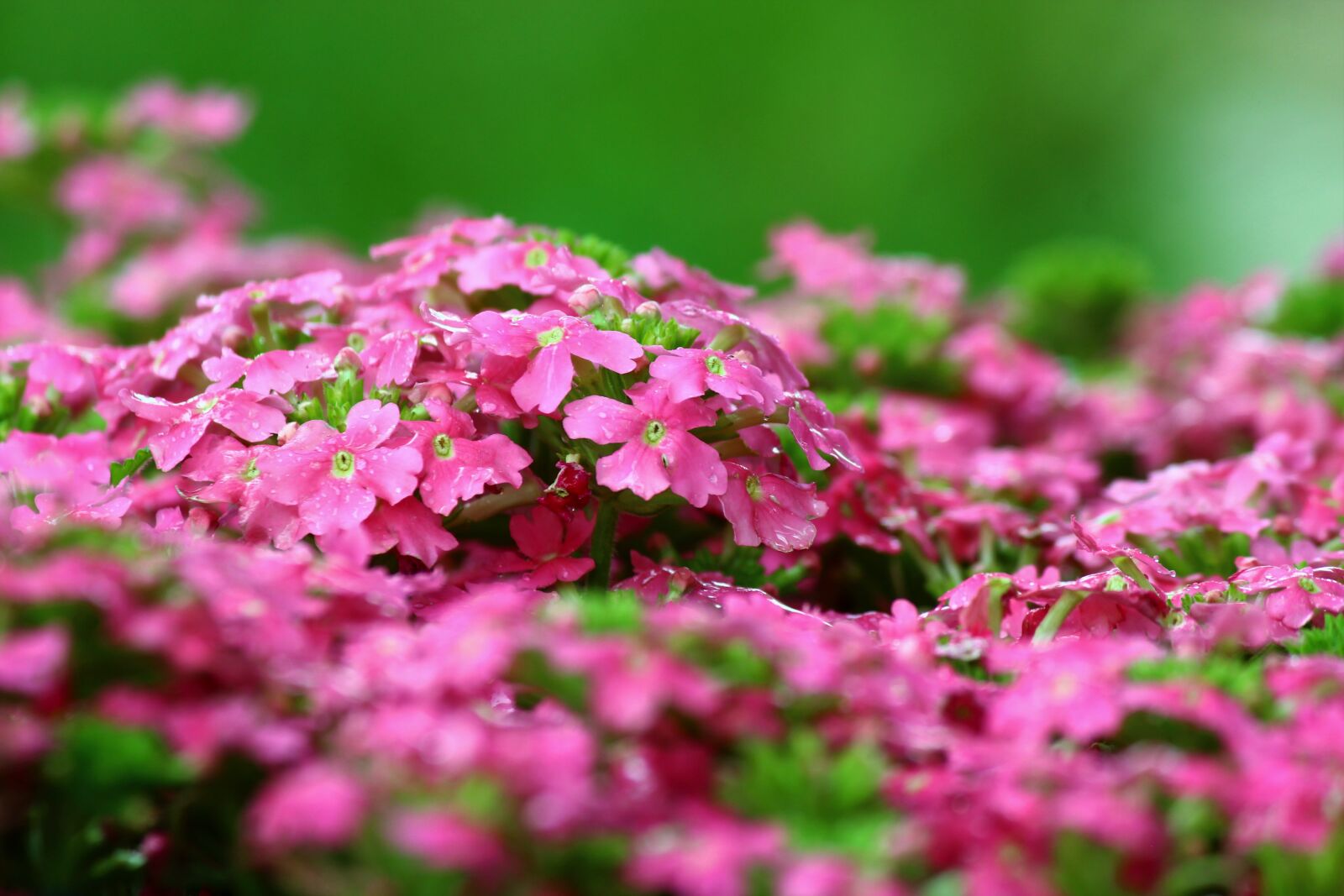 Canon EOS 600D (Rebel EOS T3i / EOS Kiss X5) sample photo. Flower, spring, vivid color photography