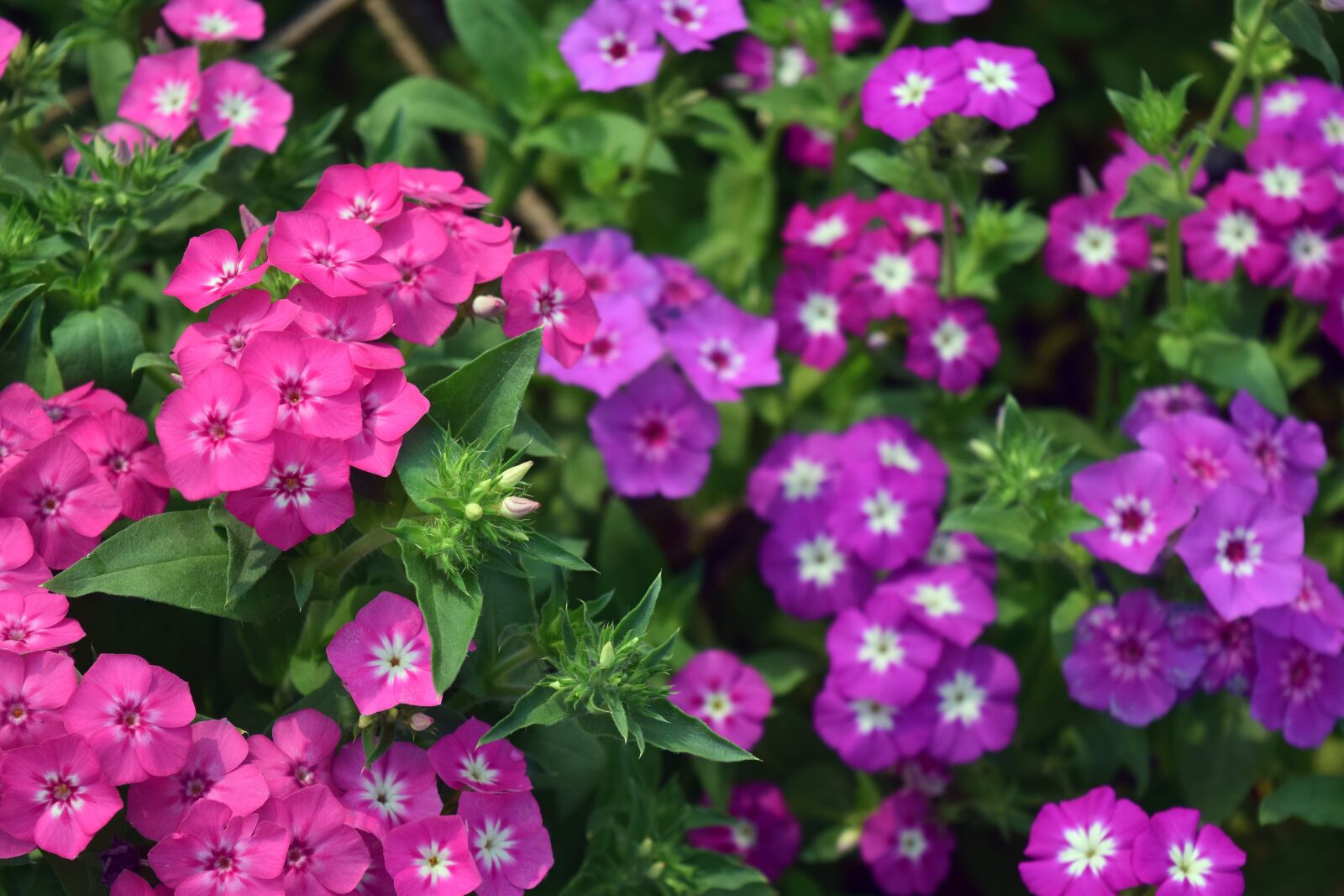 Nikon D5300 sample photo. Flower, nature, flora photography