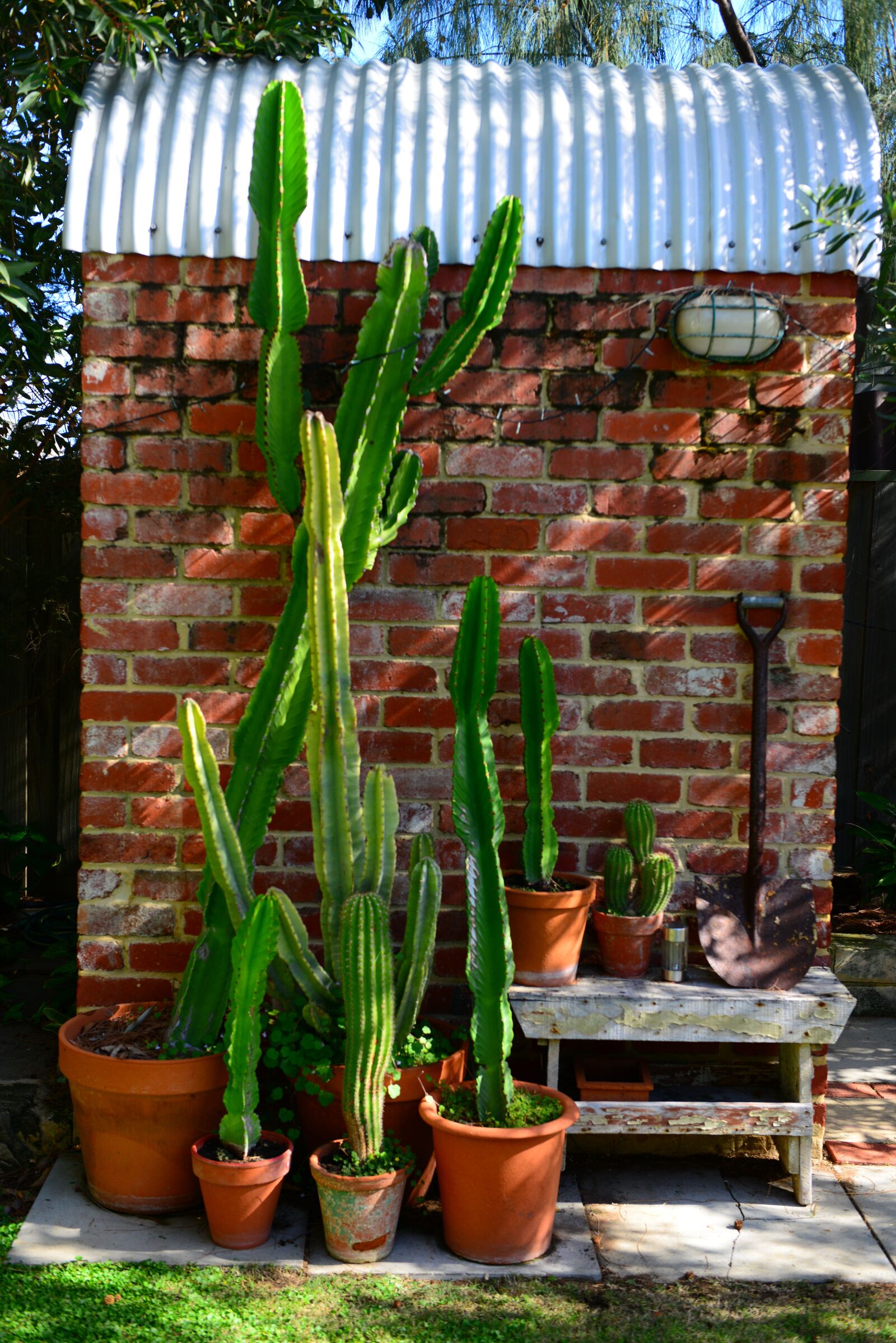 Nikon D800 sample photo. Cactus, brick, texture photography