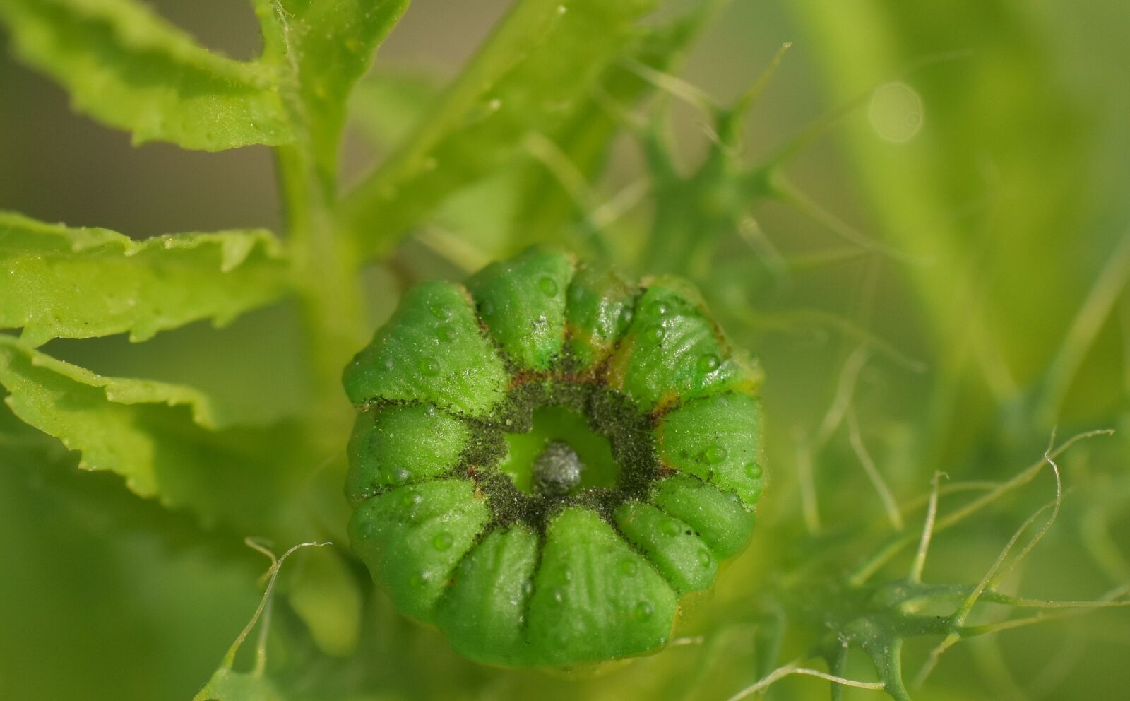 Nikon D5600 sample photo. Marigold bud, green, flower photography