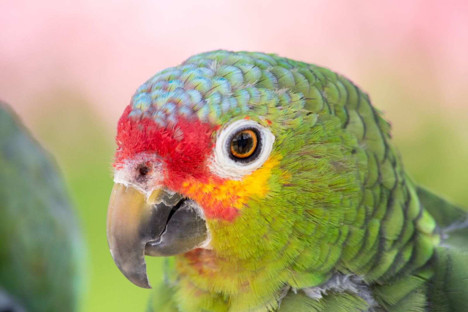 Nikon D7200 sample photo. Parrot, close up, colorful photography