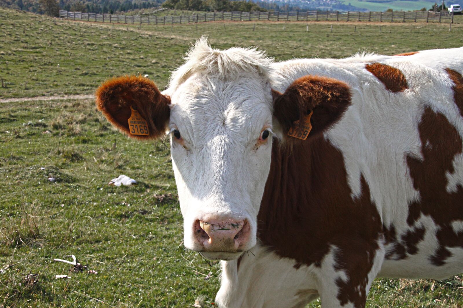 Canon EOS 500D (EOS Rebel T1i / EOS Kiss X3) sample photo. Animals, cow, pasture photography