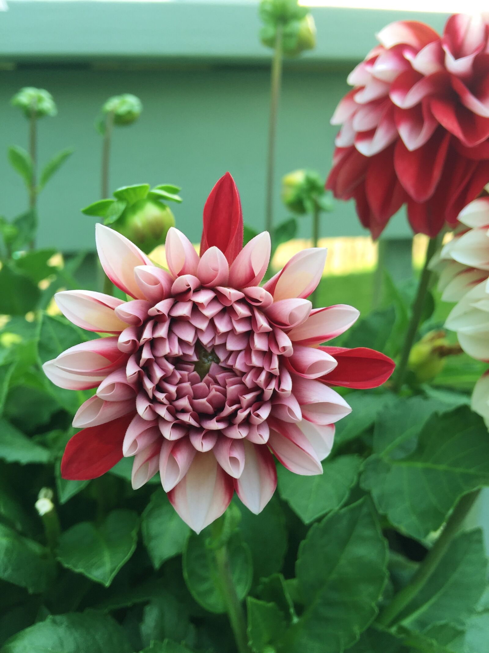 iPhone 6 Plus back camera 4.15mm f/2.2 sample photo. Flower, blossom, bloom photography