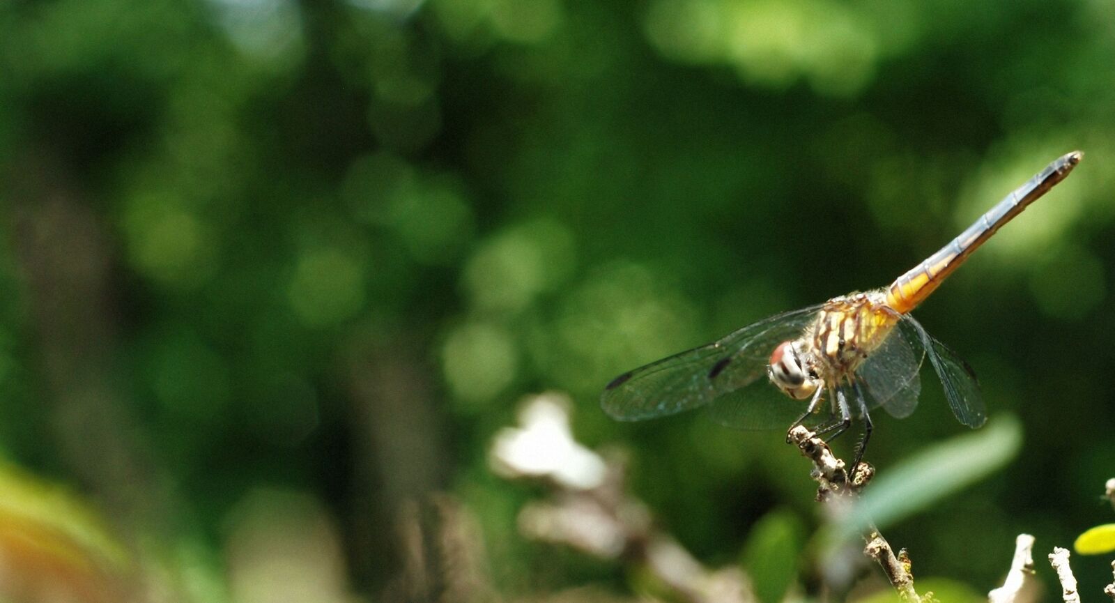 Nikon D40X sample photo. Dragonfly, insect, nature photography