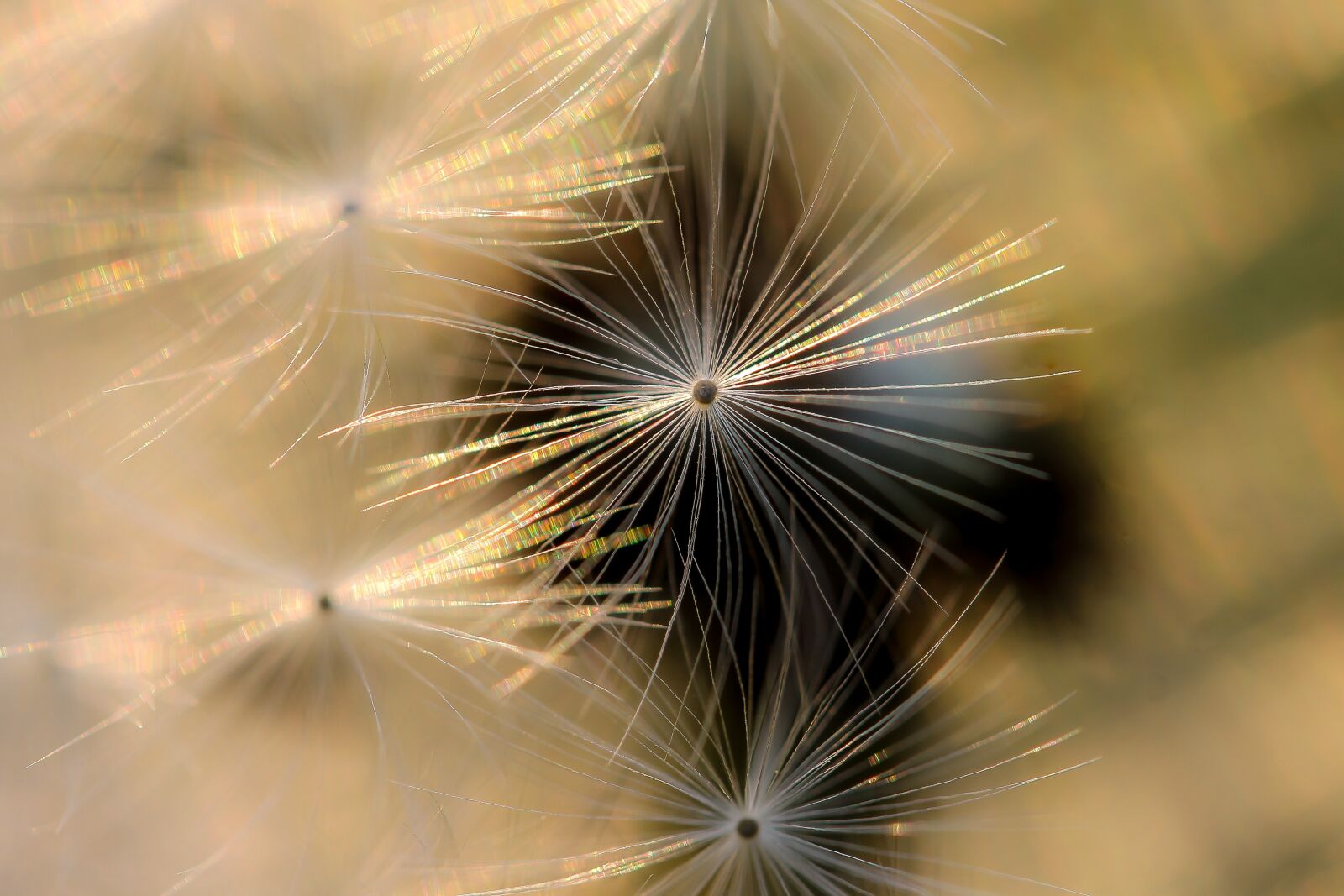 Canon EF-S 60mm F2.8 Macro USM sample photo. Dandelion, nature, macro photography