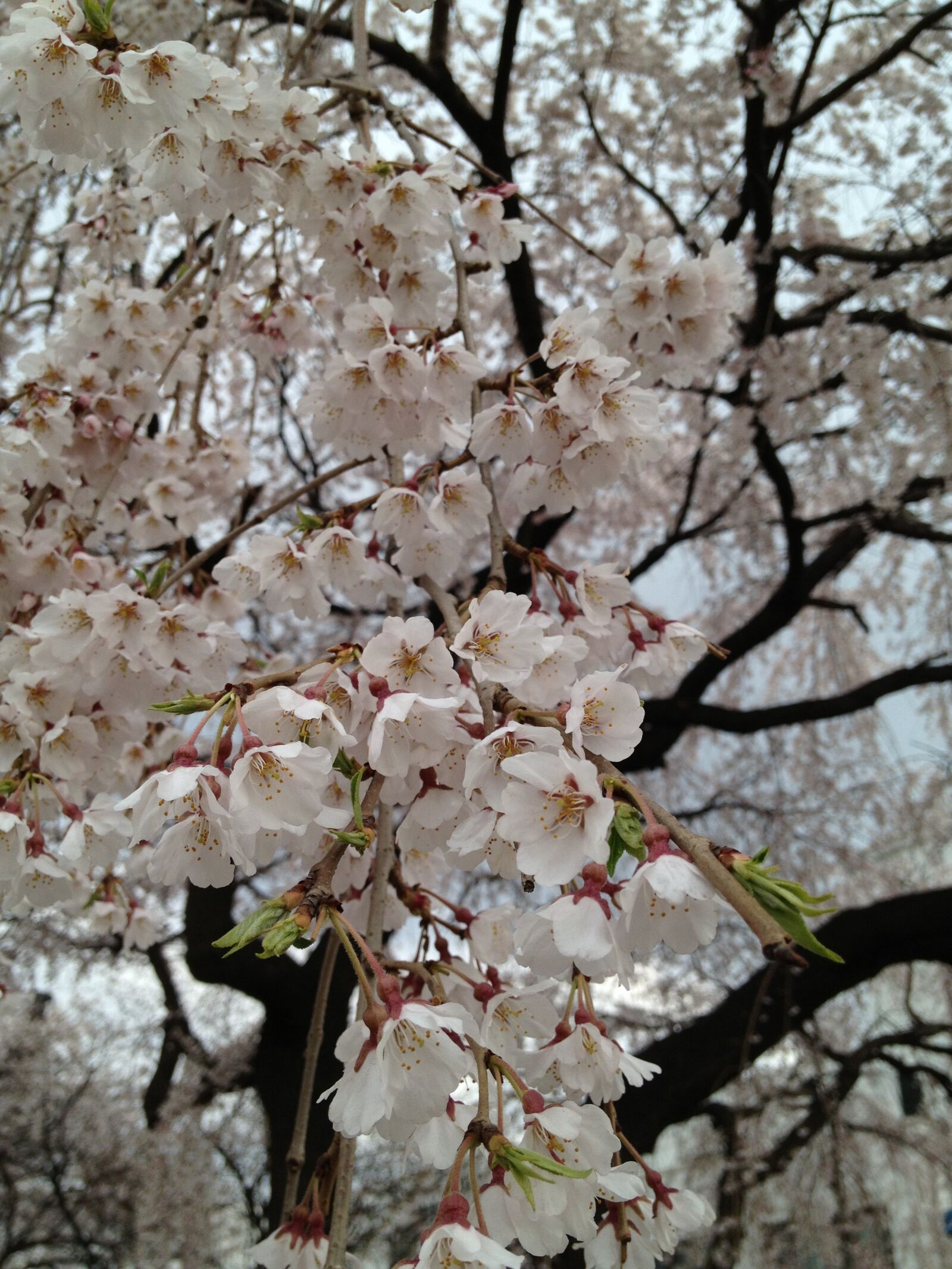 Apple iPhone 4S sample photo. The demands of the photography