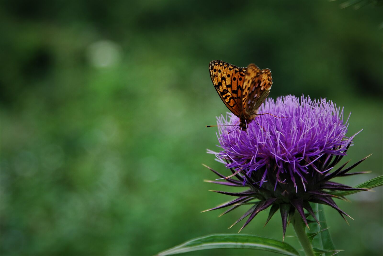 Nikon D80 sample photo. Butterfly, natural, flower photography