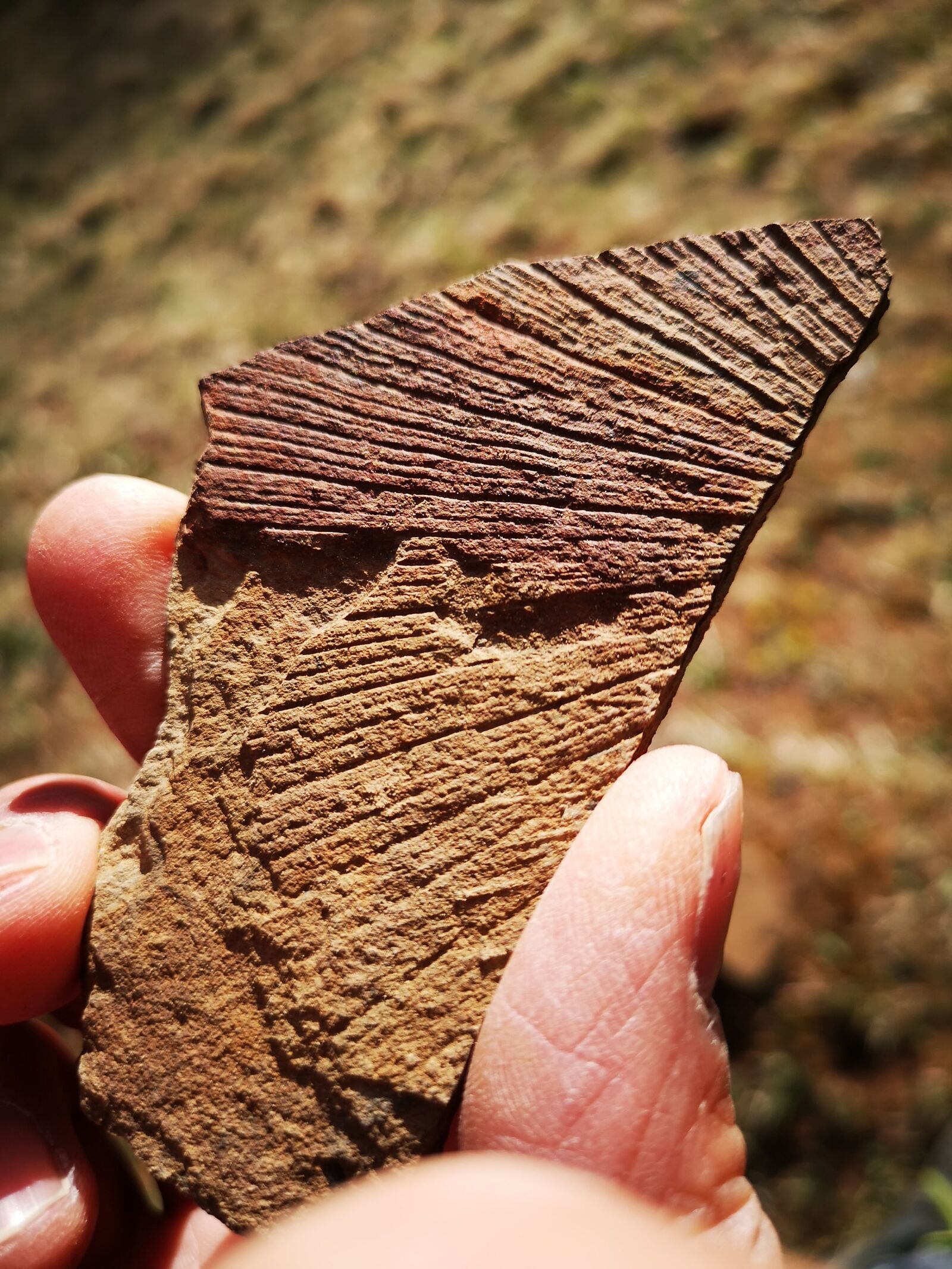 HUAWEI CLT-L09 sample photo. Fossil, find, stone photography