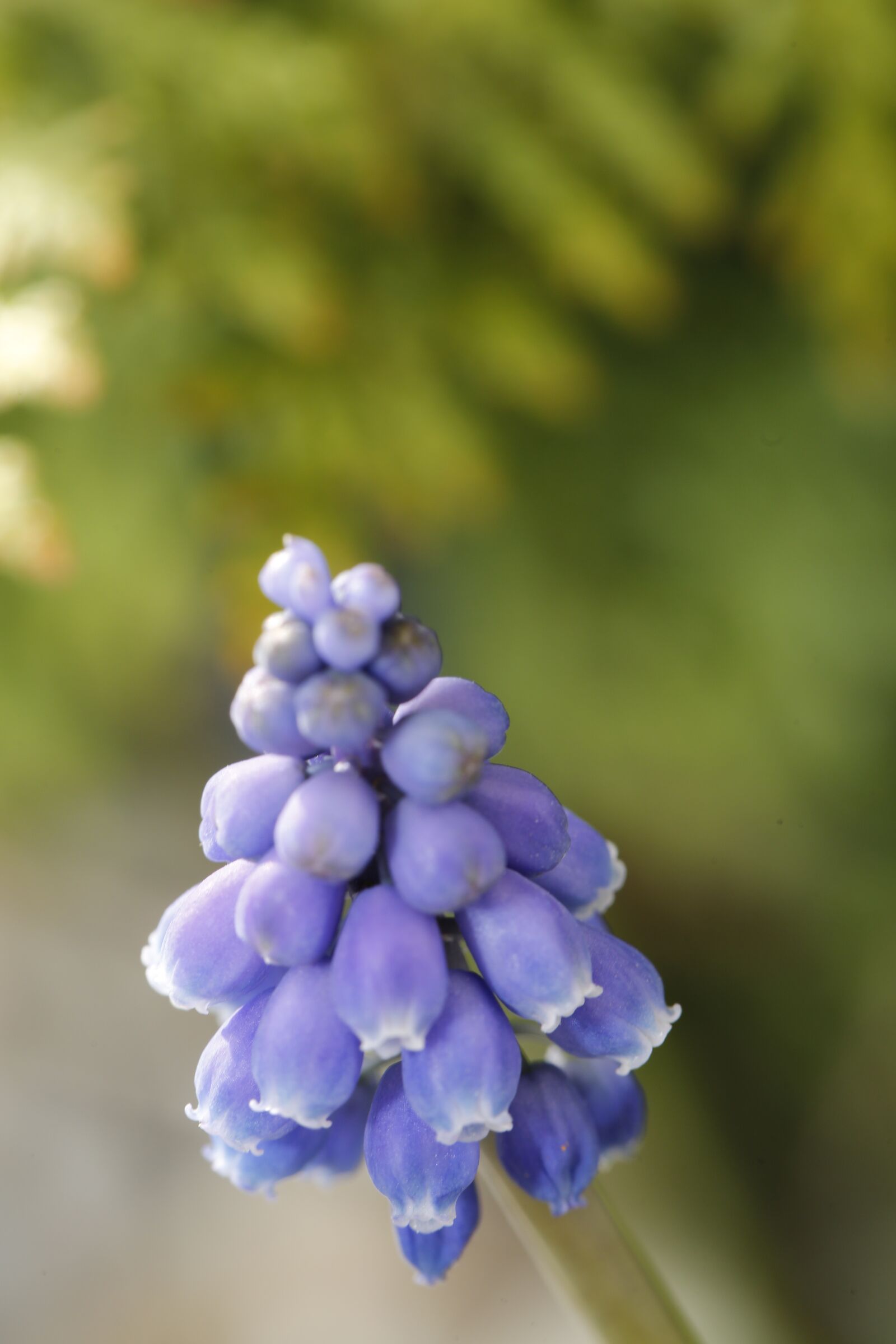 Canon EF 100mm F2.8L Macro IS USM sample photo. Spring, bud, sprout photography