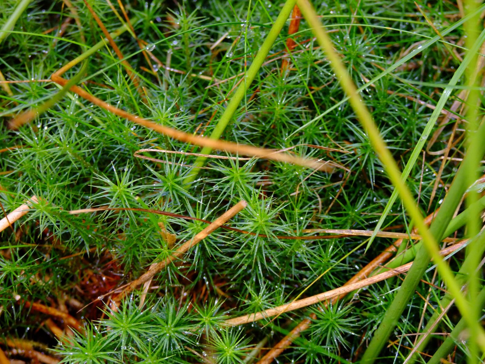 FujiFilm FinePix S200EXR (FinePix S205EXR) sample photo. Star moss, moss, grass photography