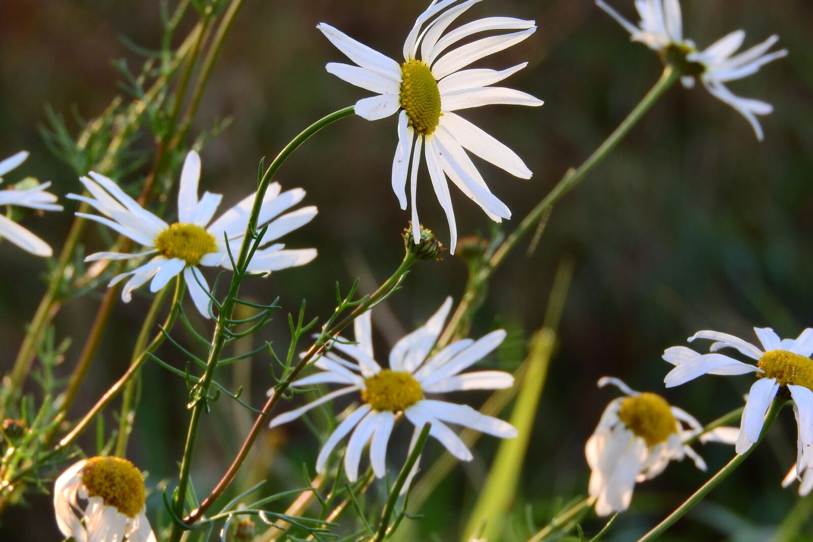 Nikon Coolpix P610 sample photo. Keywords fotomont , white photography