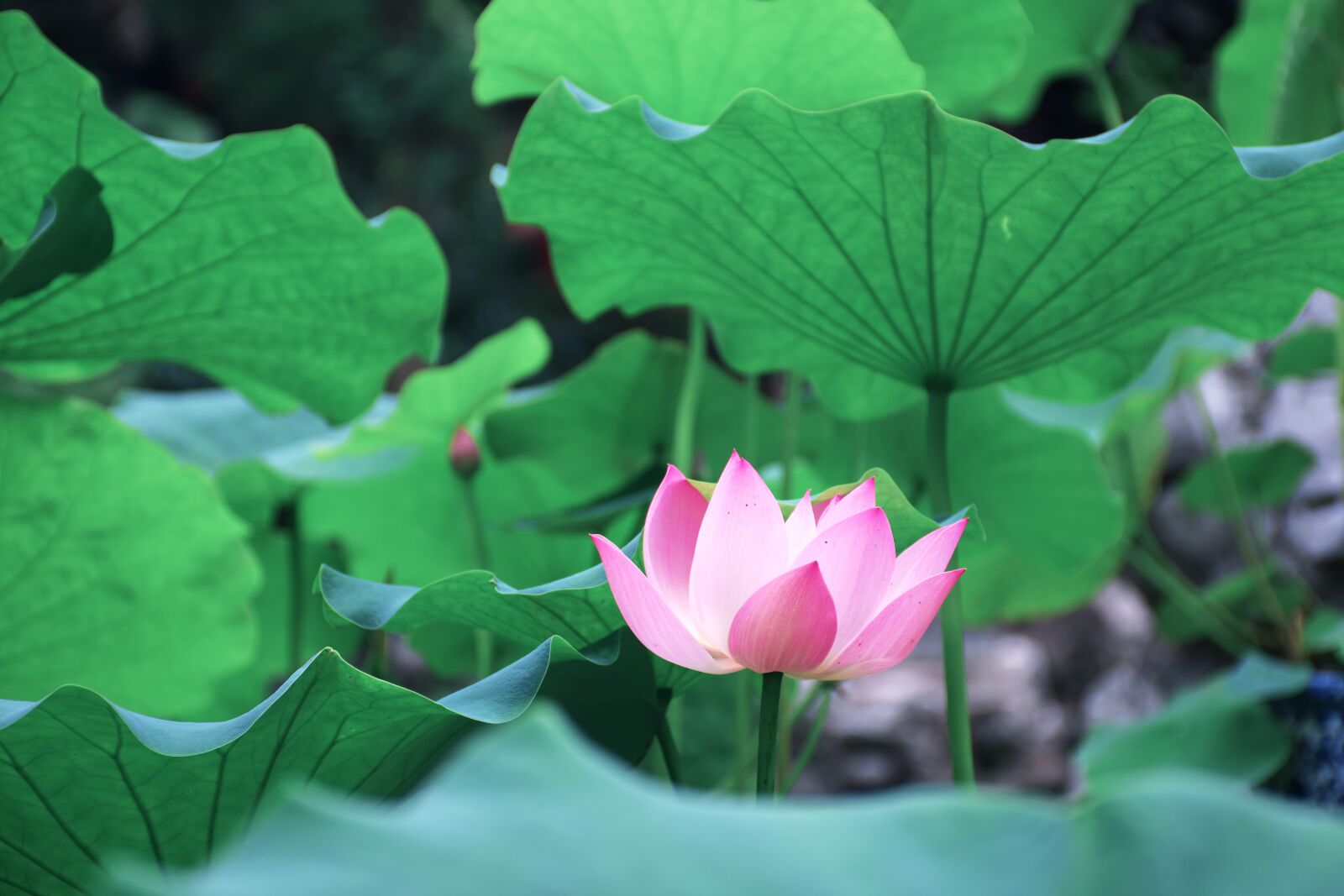 Nikon D7200 sample photo. Lotus leaf, green, views photography