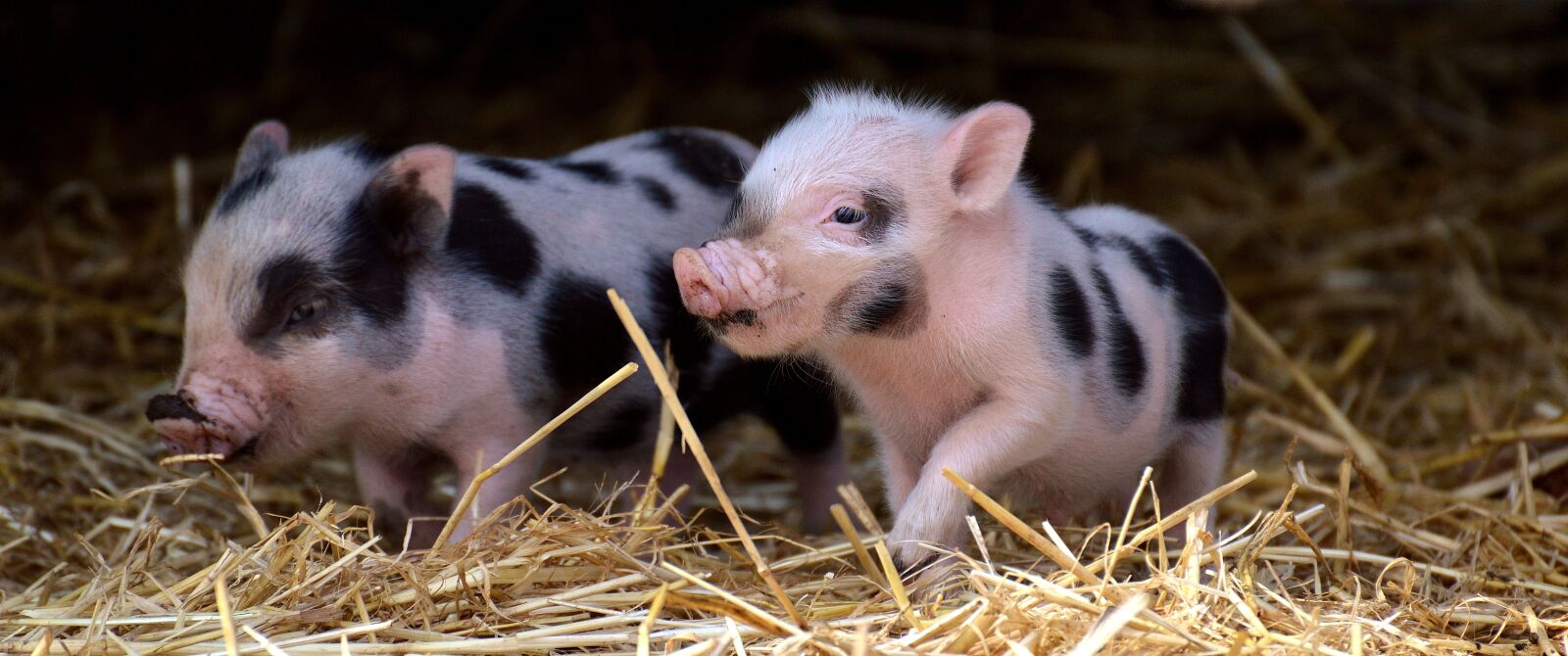 Nikon D3200 sample photo. Piglet, small pigs, mini photography