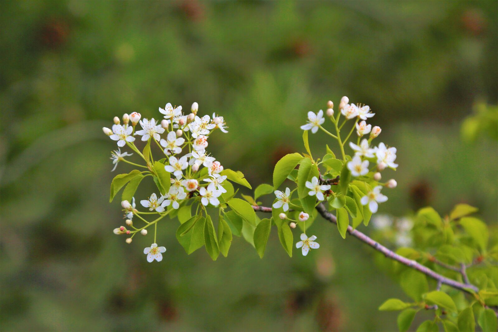 Canon EOS 5D Mark III sample photo. Flower, nature, tree photography