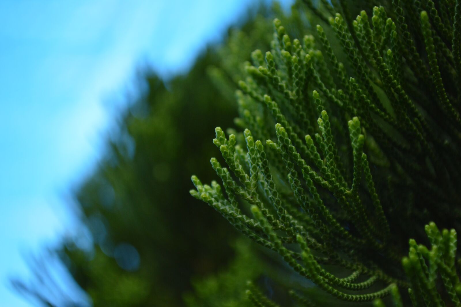 Nikon D3200 sample photo. Plants, form, green photography