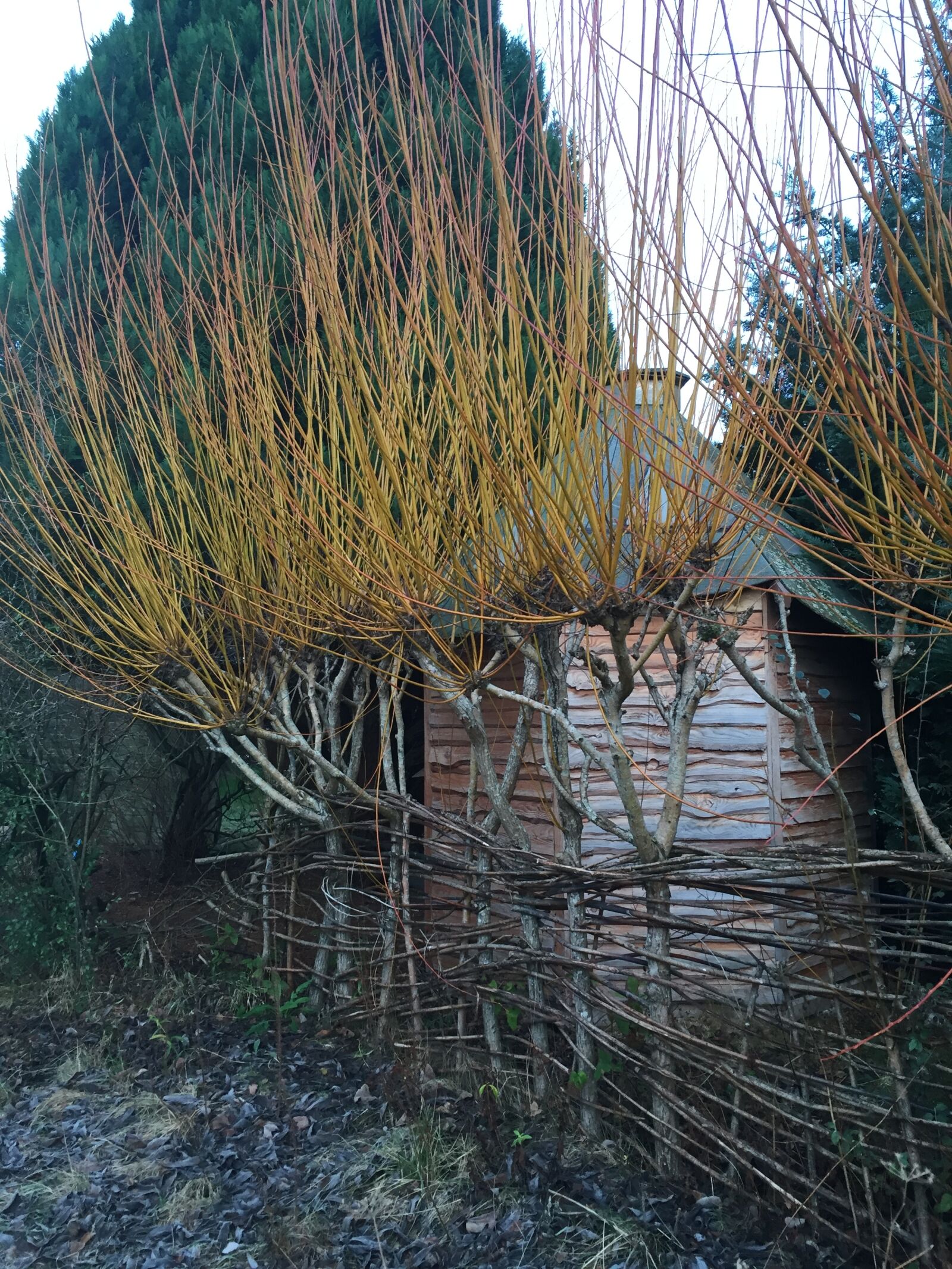 Apple iPhone 6 sample photo. Findhorn photography