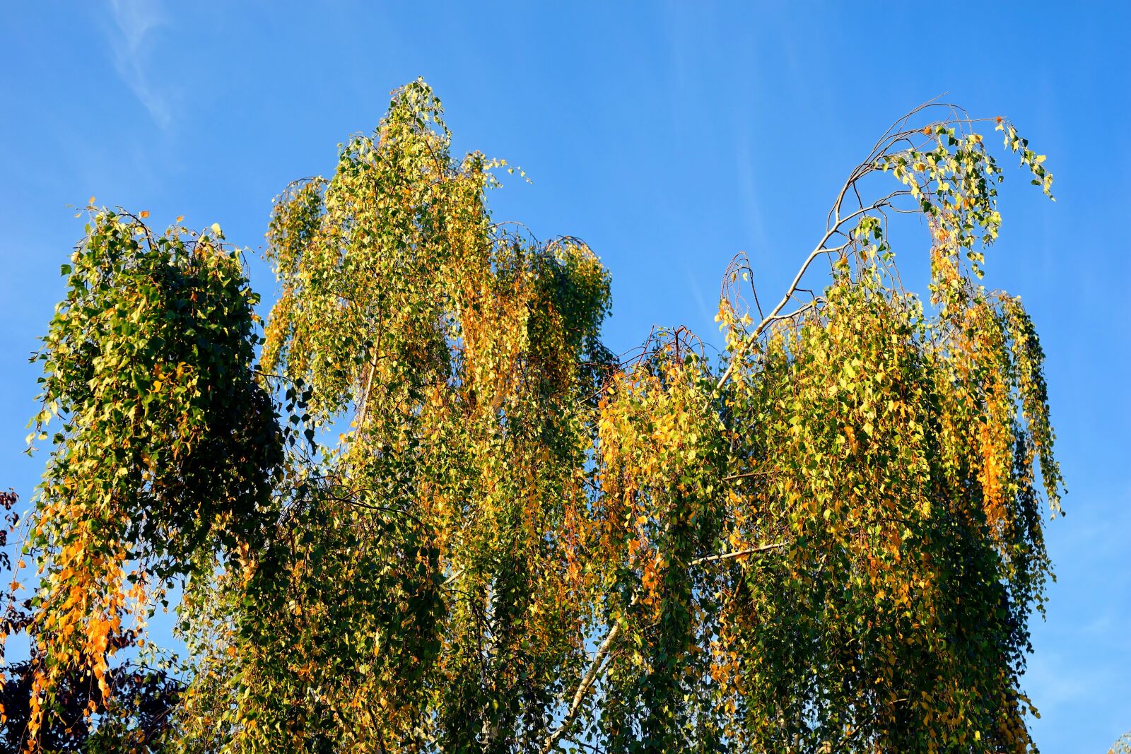 Sony a99 II + Minolta AF 50mm F1.4 [New] sample photo. Birch, autumn, nature photography