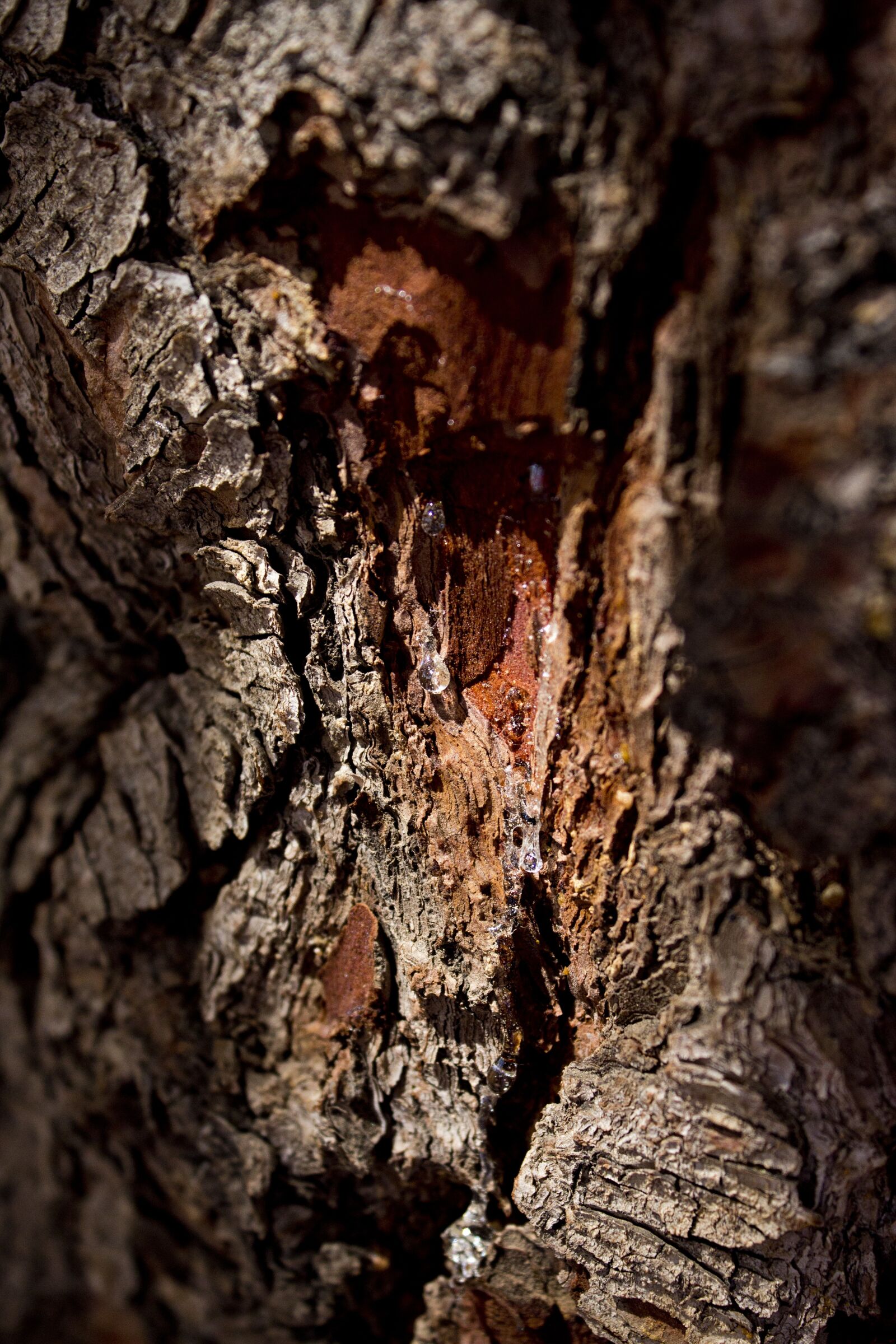 Canon EOS 650D (EOS Rebel T4i / EOS Kiss X6i) sample photo. Pine, sap, tree photography