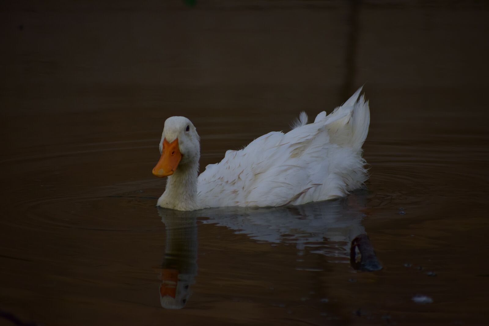Nikon D5300 sample photo. Swan, duck, water photography