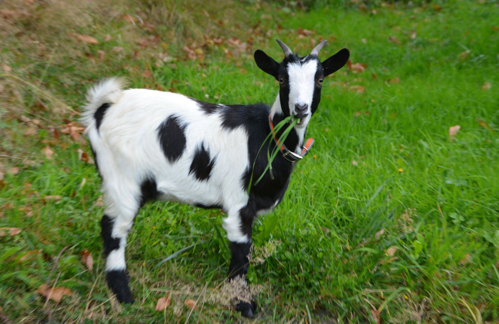 Nikon D5200 sample photo. Goat, young goat, black photography