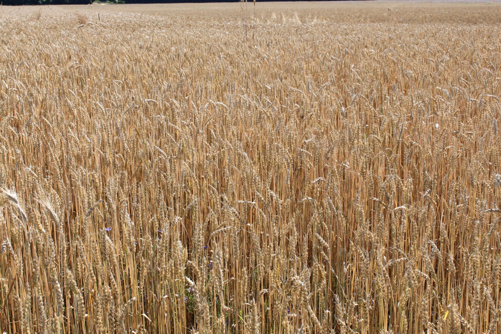 Canon EOS 500D (EOS Rebel T1i / EOS Kiss X3) sample photo. Cornfield, wheat, cereals photography