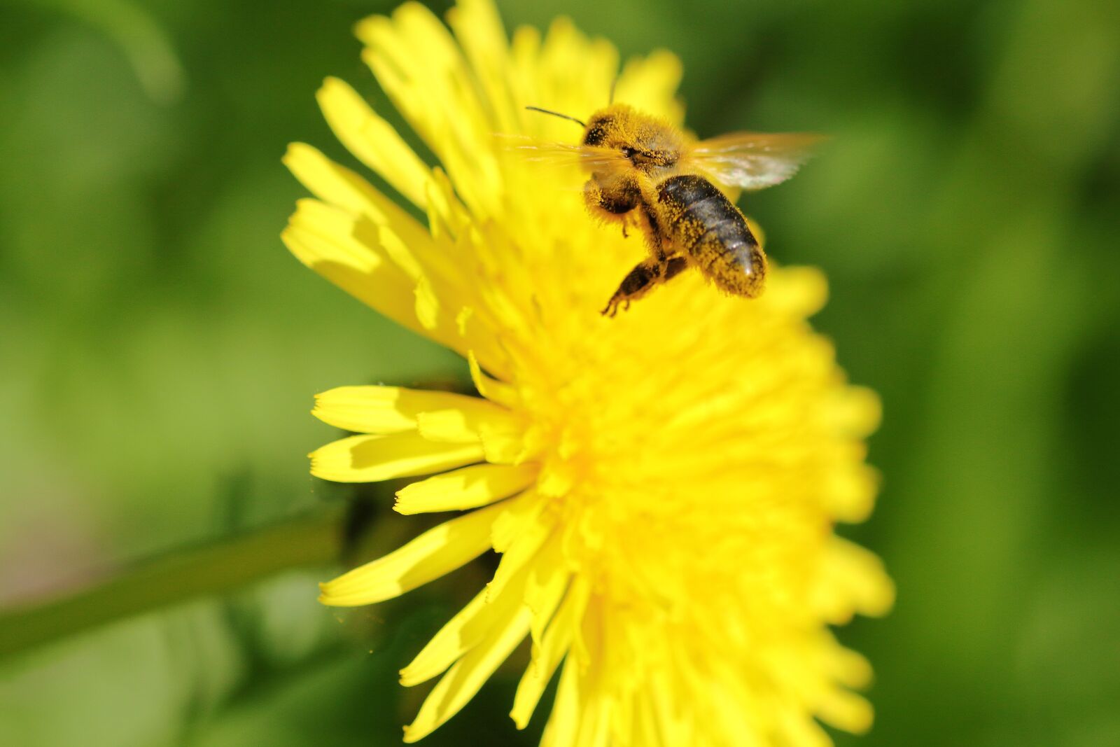 Canon EOS 60D sample photo. Bee, flight, dandelion photography