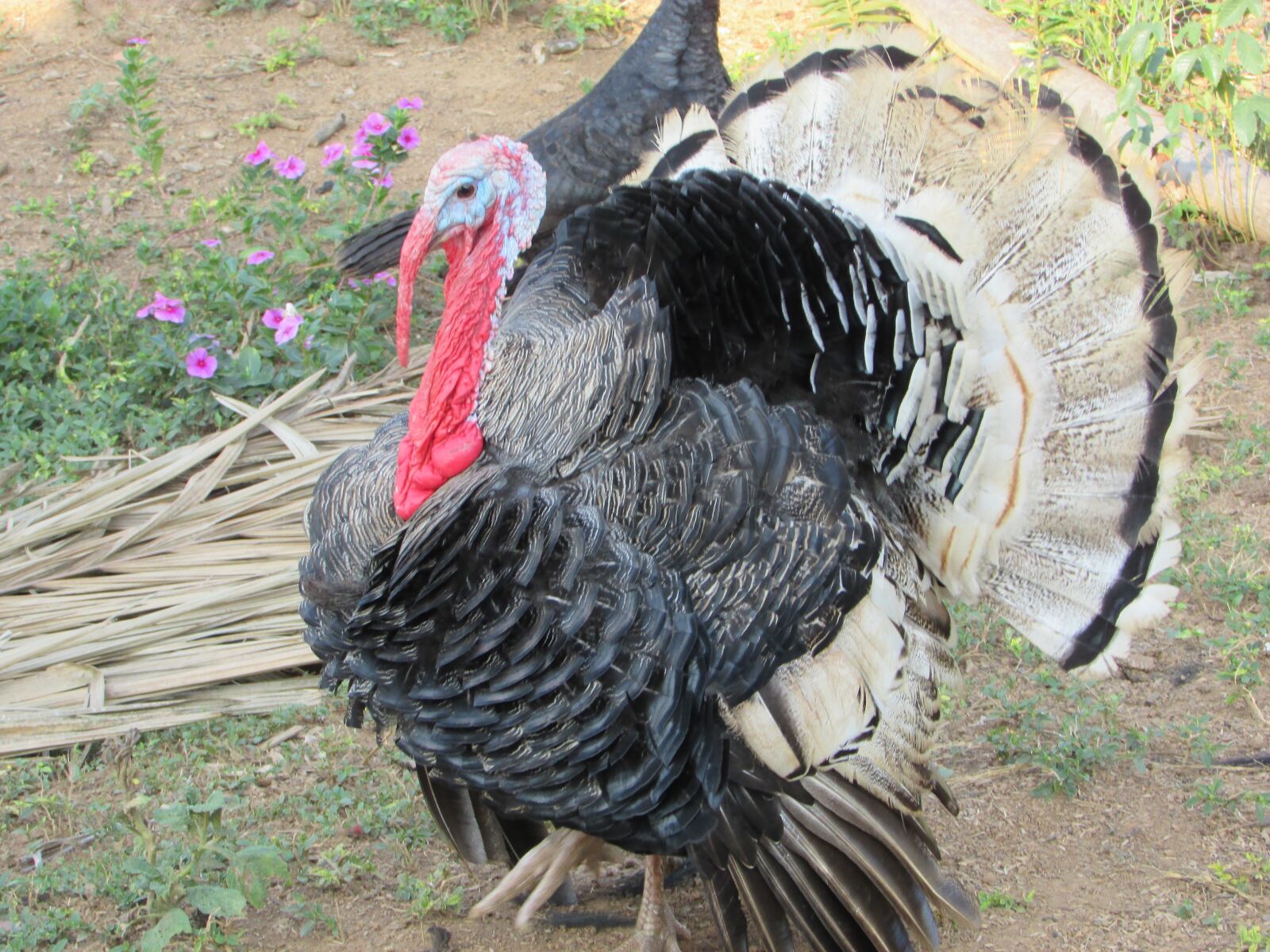 Canon PowerShot SX400 IS sample photo. Turkey, birds, colorful photography