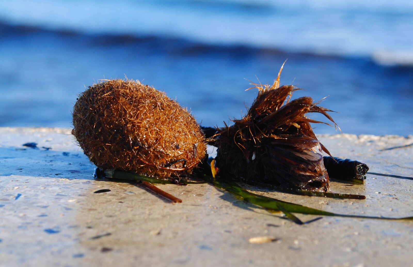 Nikon D3000 sample photo. Seaweed, sea, shore photography