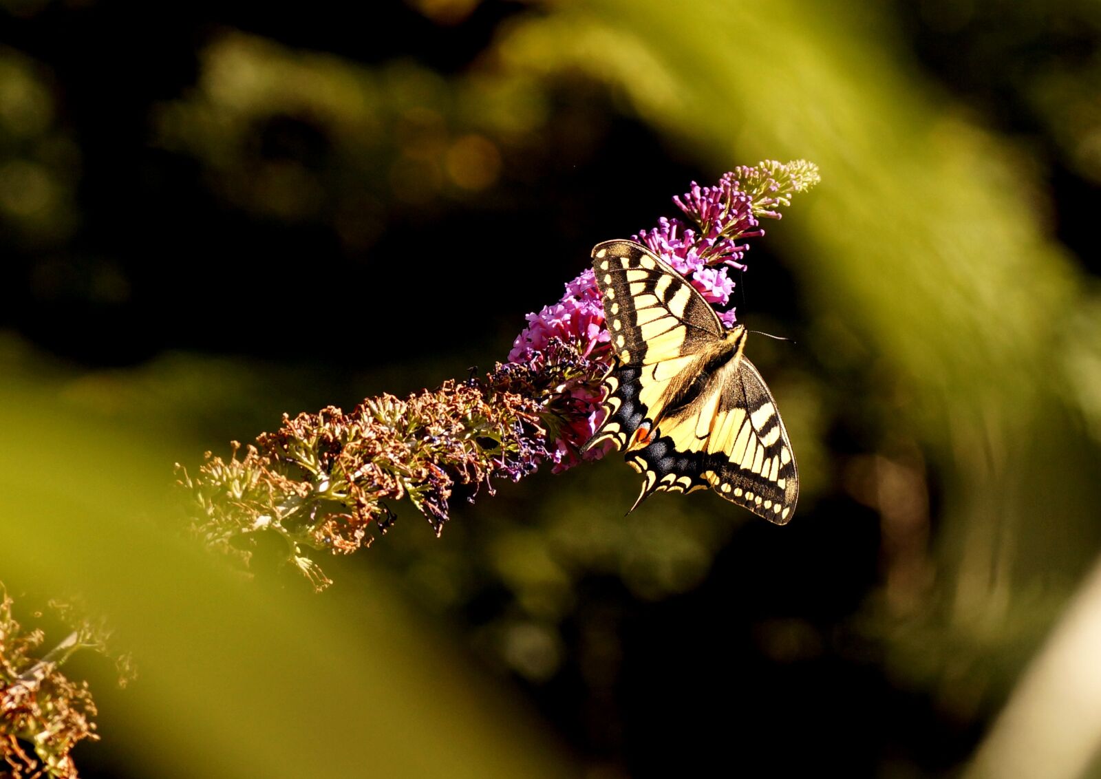 Sony SLT-A65 (SLT-A65V) sample photo. Dovetail, butterfly, nature photography