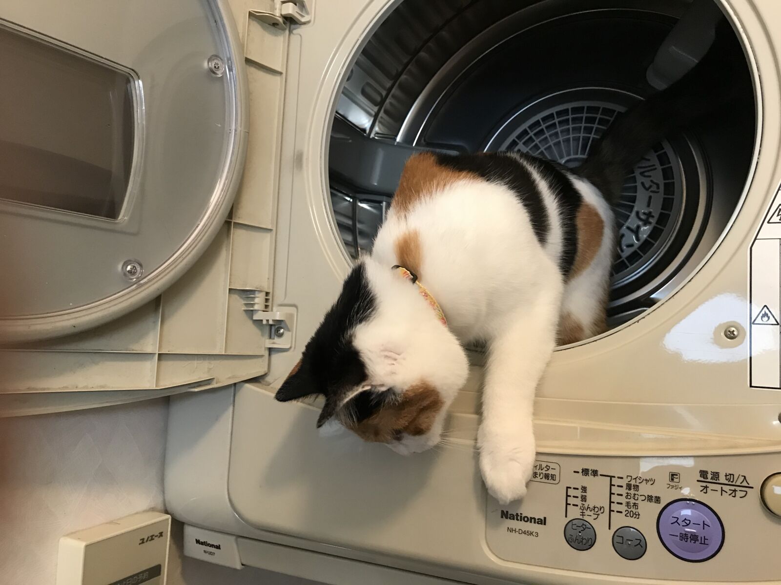 iPhone 7 back camera 3.99mm f/1.8 sample photo. Calico cat, calico, dryer photography