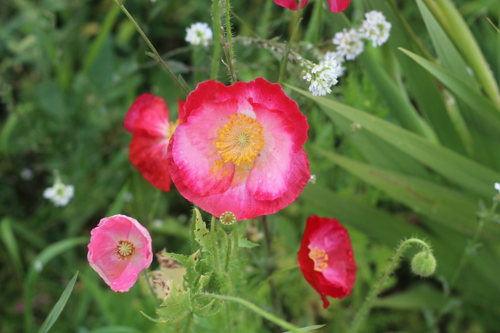 Canon EOS 1200D (EOS Rebel T5 / EOS Kiss X70 / EOS Hi) sample photo. Red, poppy, flower photography