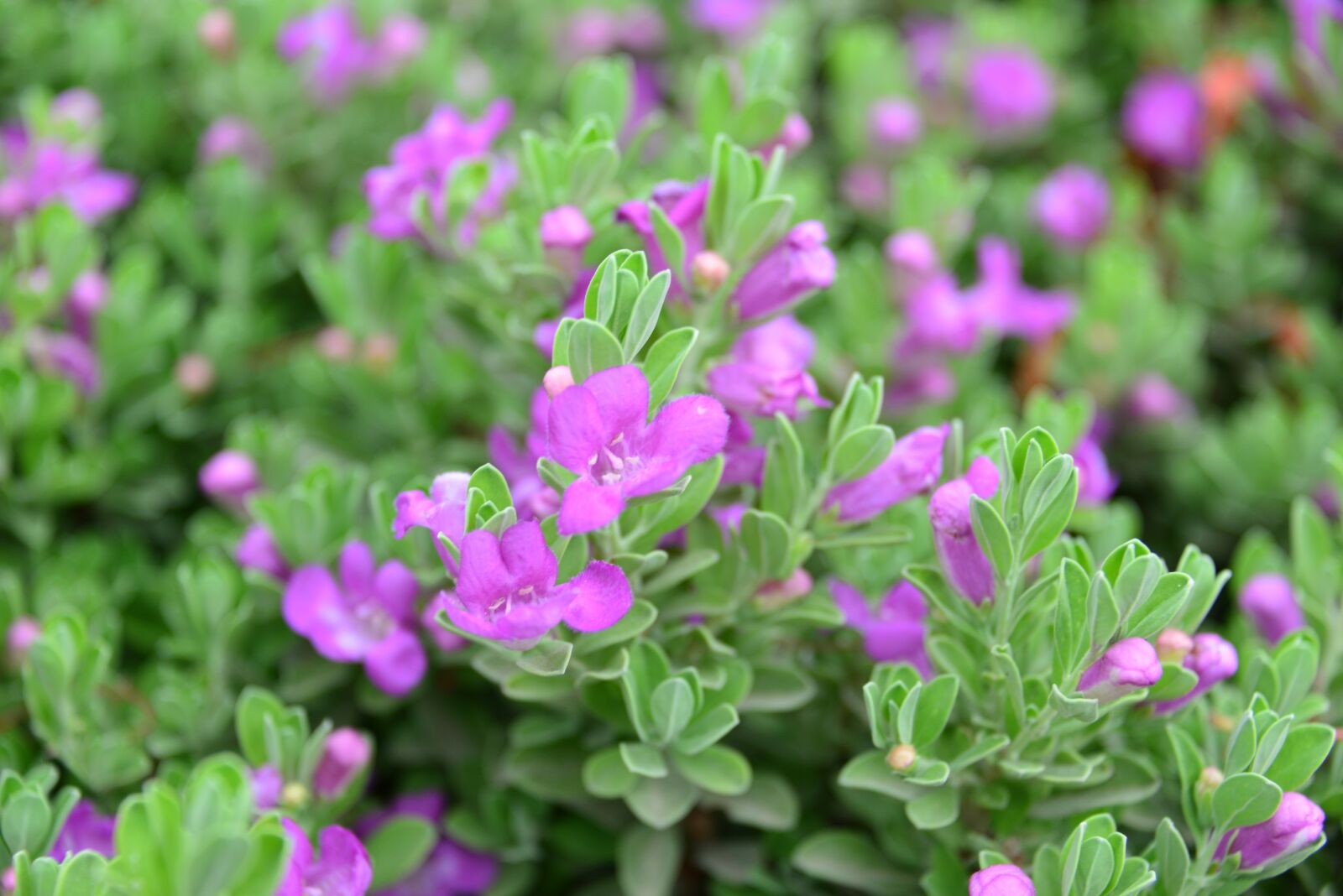 Nikon D610 sample photo. Flowers, tiny flowers, green photography
