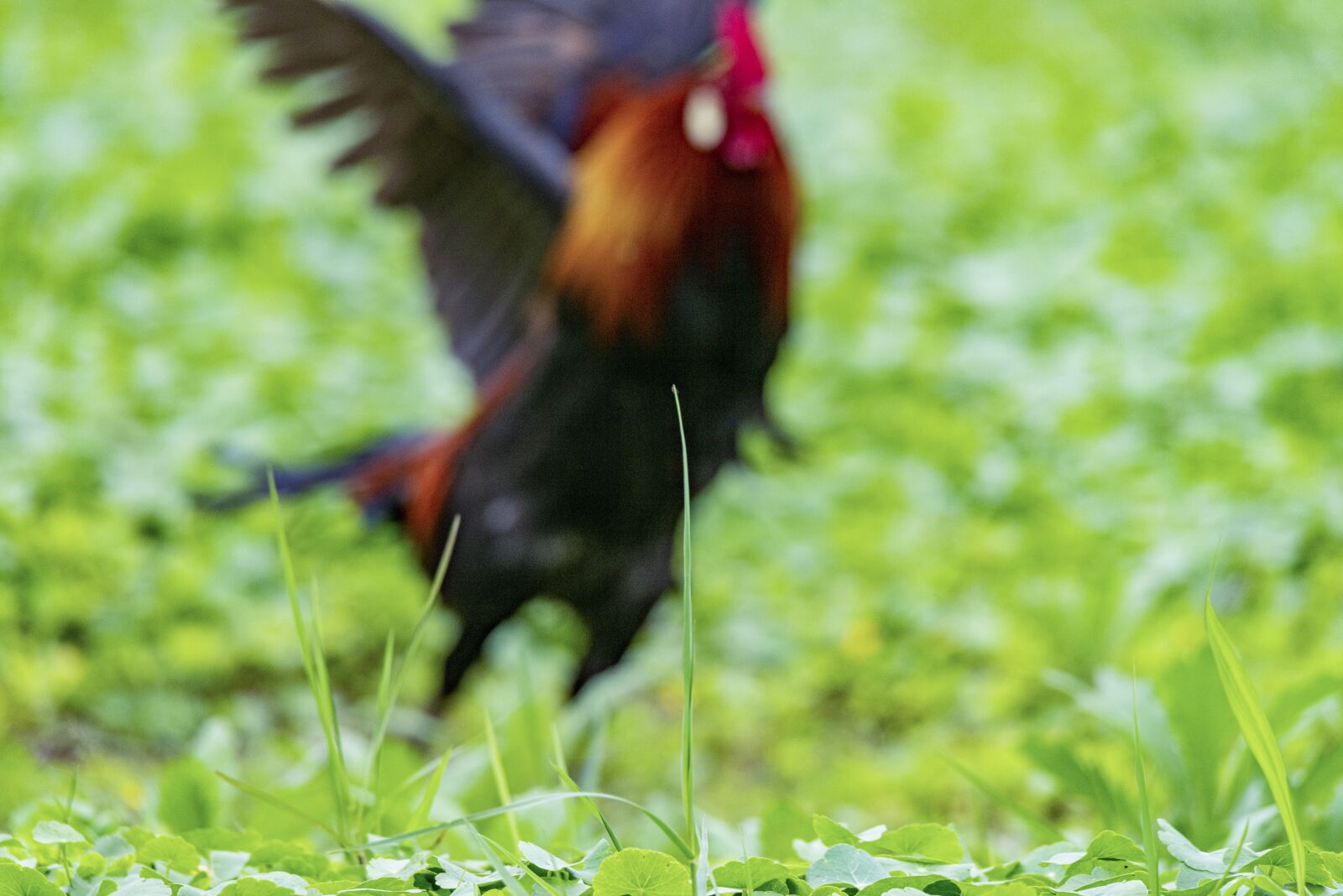 Nikon D810 sample photo. Chicken, rico, delicious photography