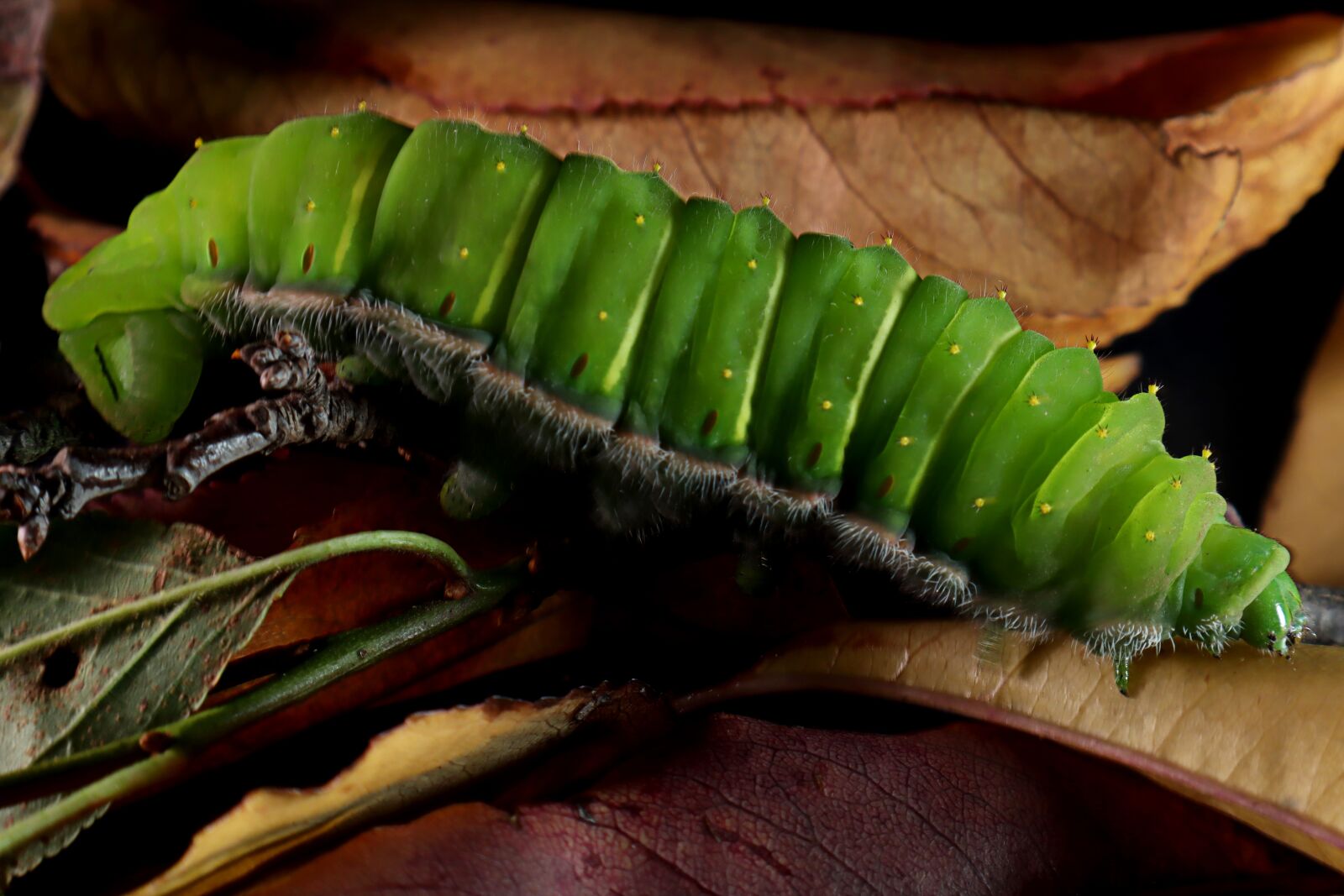 Canon EOS M50 (EOS Kiss M) sample photo. Caterpillar, lepidoptera, insect photography