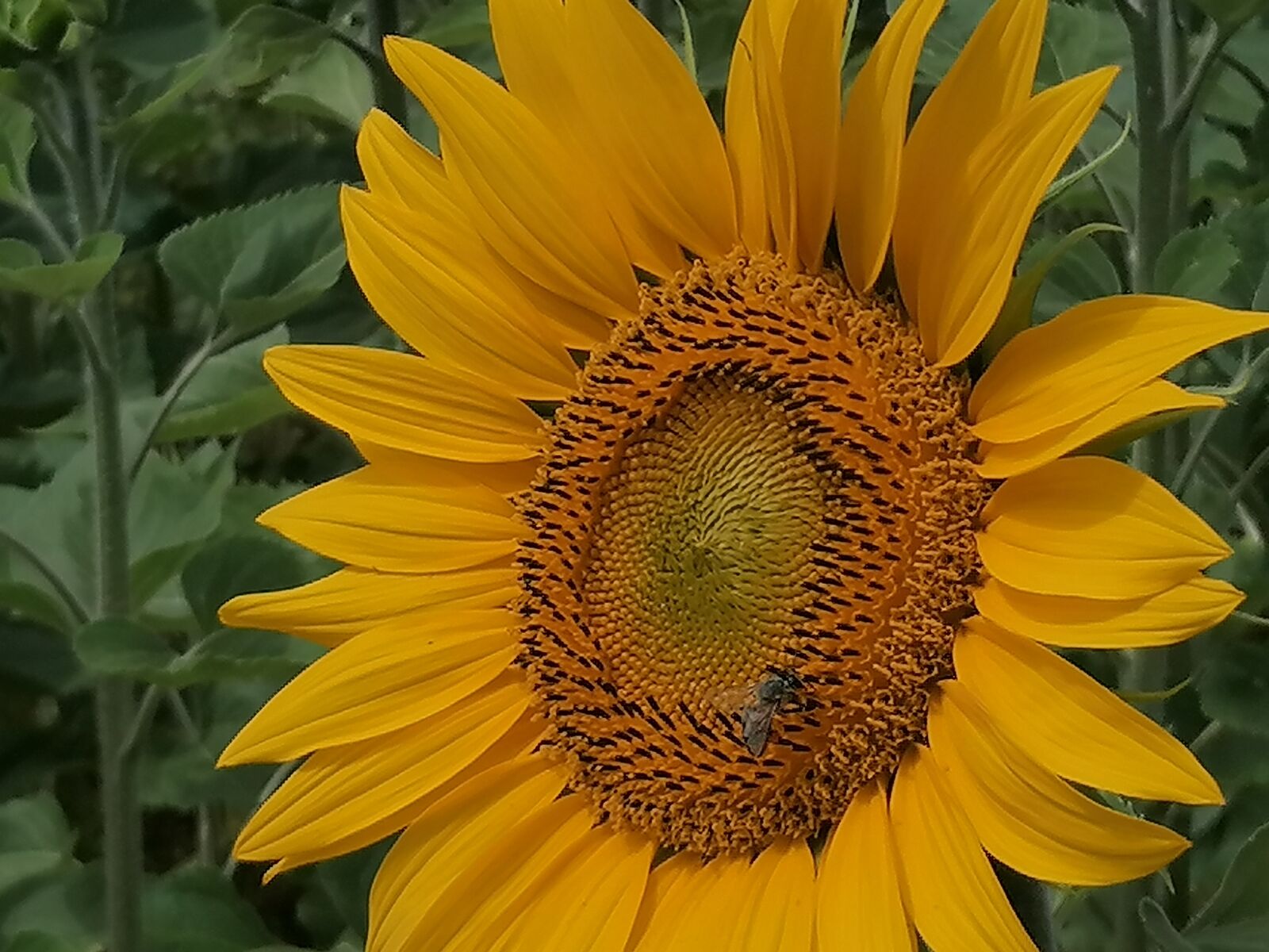 HUAWEI P30 LITE sample photo. Sunflower, yellow, yellow army photography