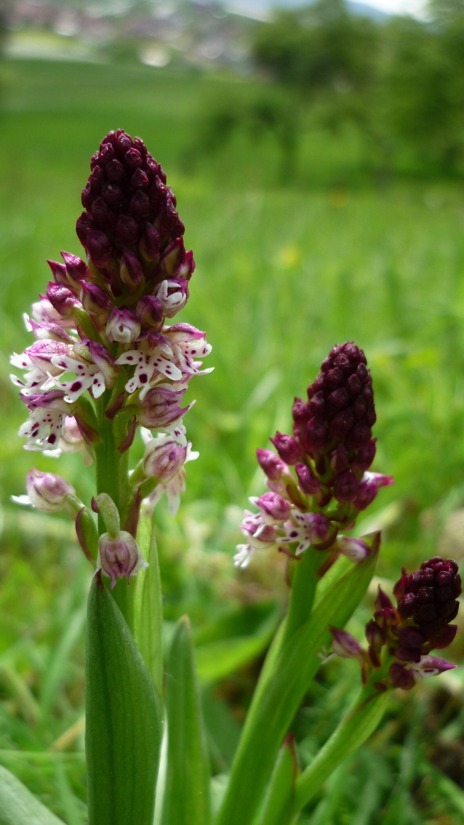 Panasonic Lumix DMC-FS6 sample photo. Brand boys herb, german photography