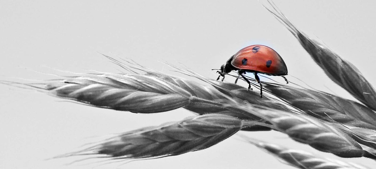 Canon EOS 550D (EOS Rebel T2i / EOS Kiss X4) sample photo. Ladybug, monochrome, photomontage, insect photography