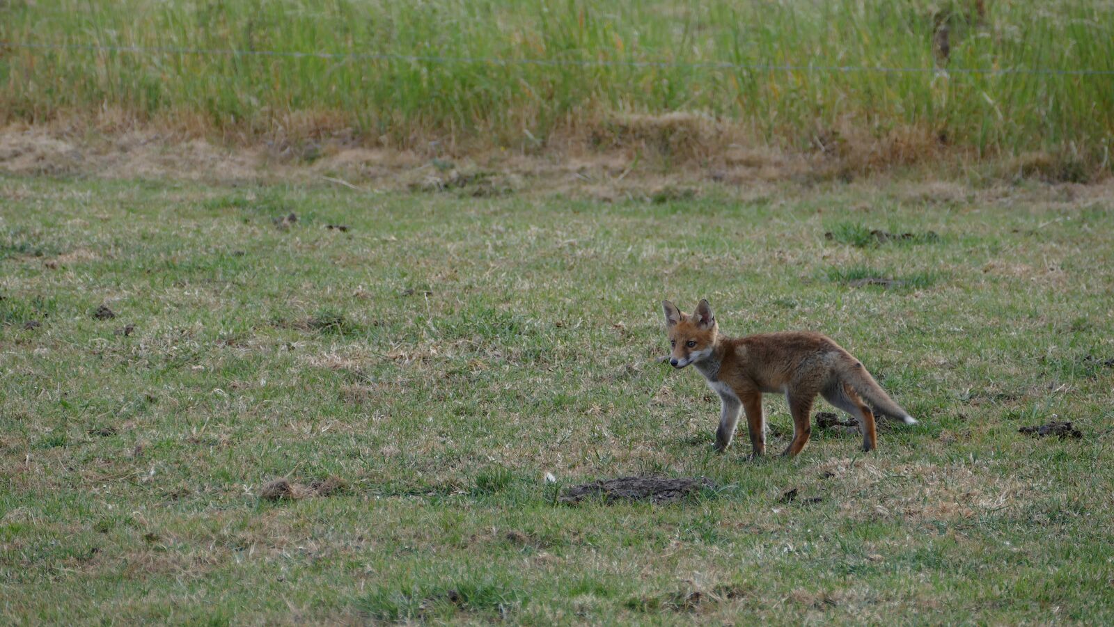 Panasonic Lumix DMC-FZ1000 sample photo. Fox, animal, nature photography